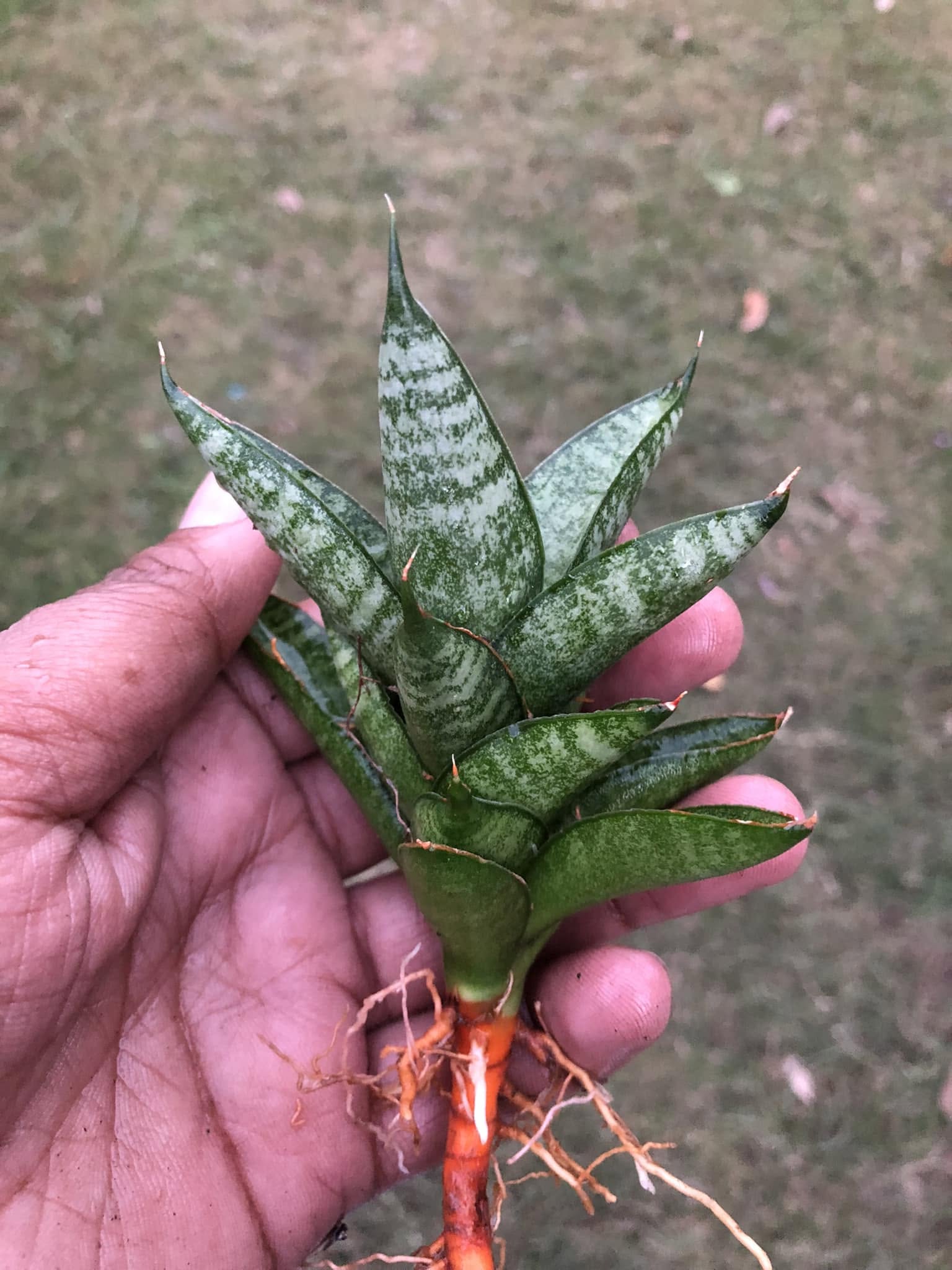 Sansevieria combo of 4 Plants
