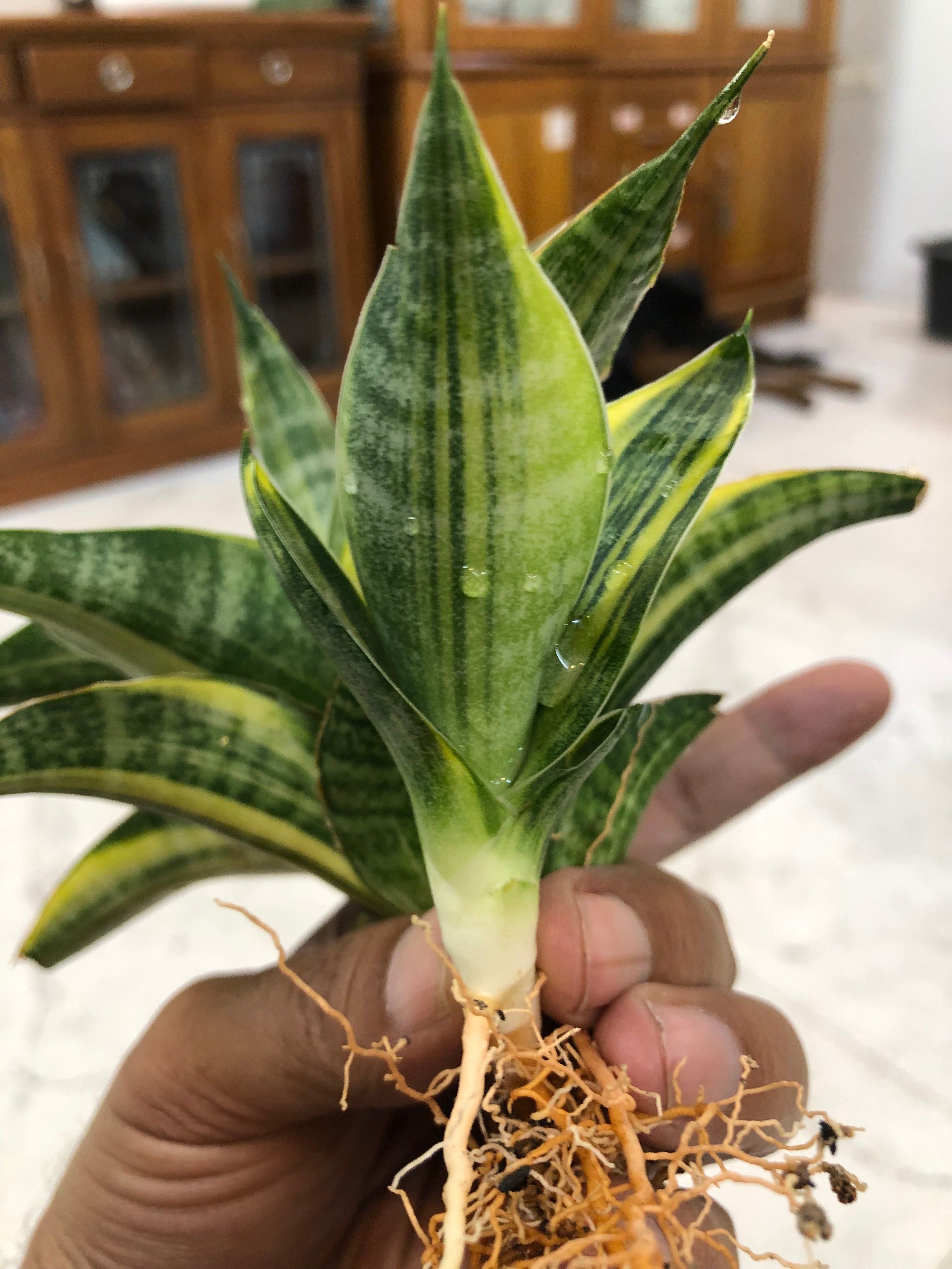 Sansevieria ARIELLA VARIEGATED