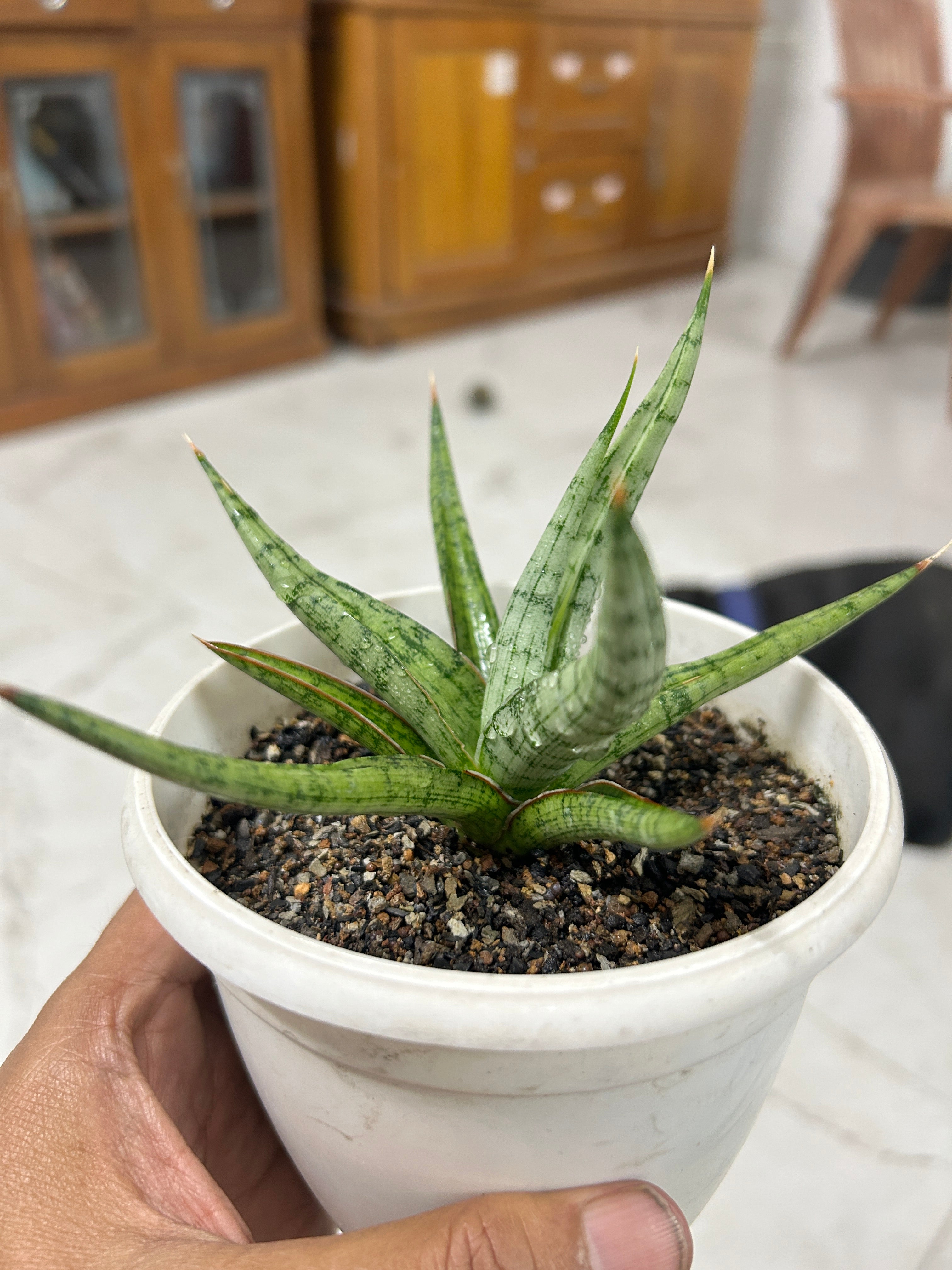 Sansevieria RUDAL