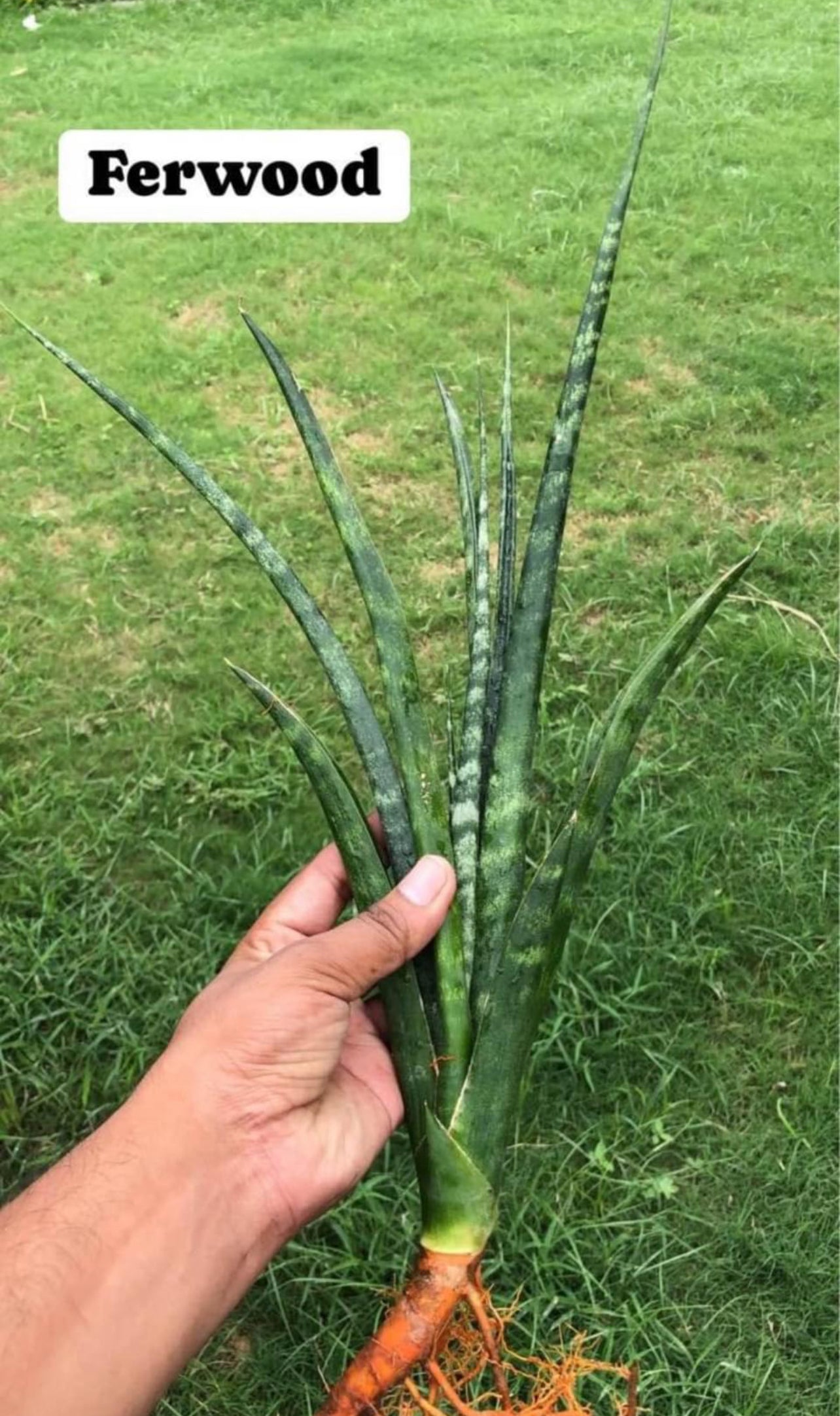 Sansevieria Large Plants Combo #113