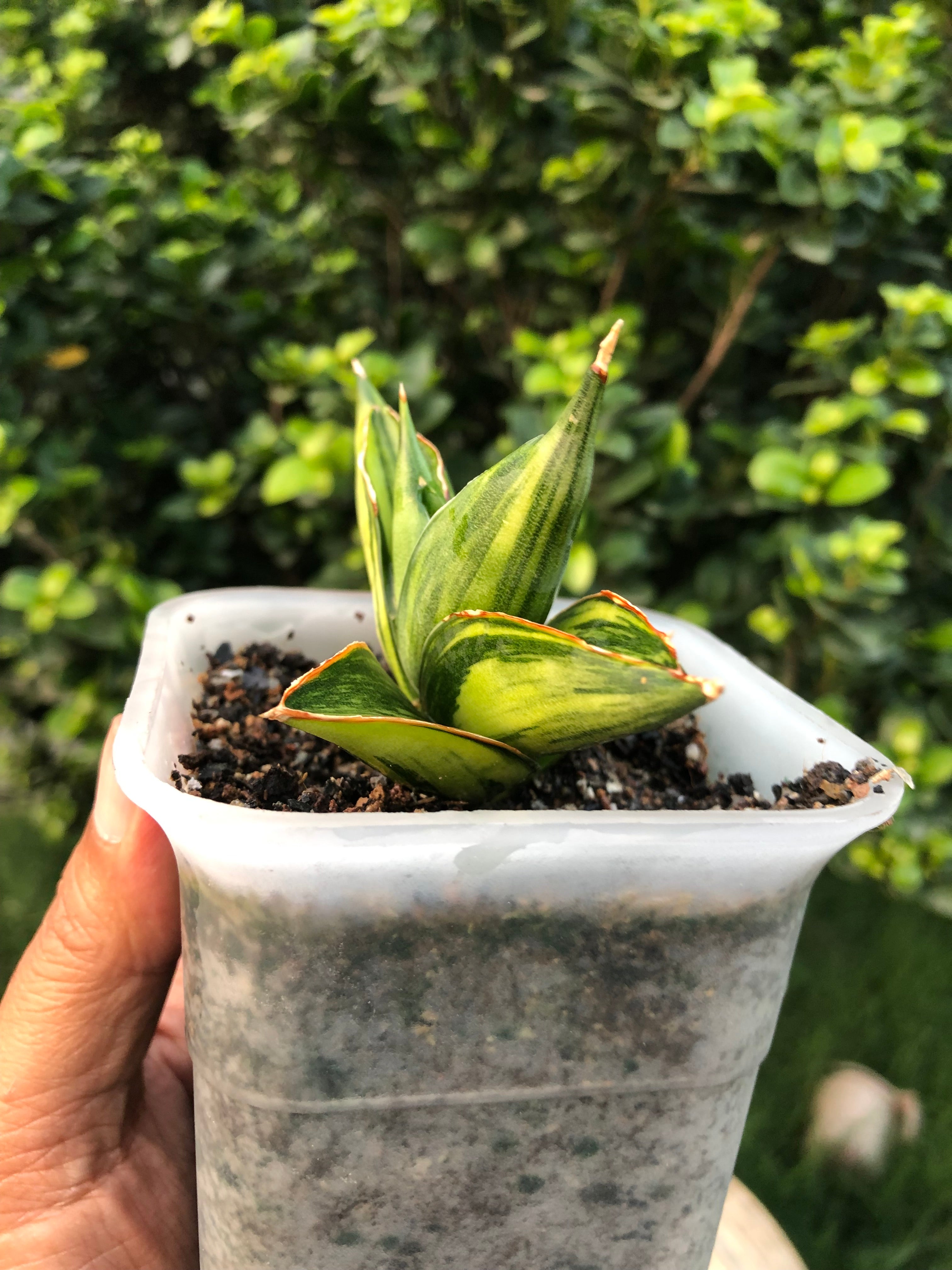 Sansevieria SWASDEE VARIEGATED