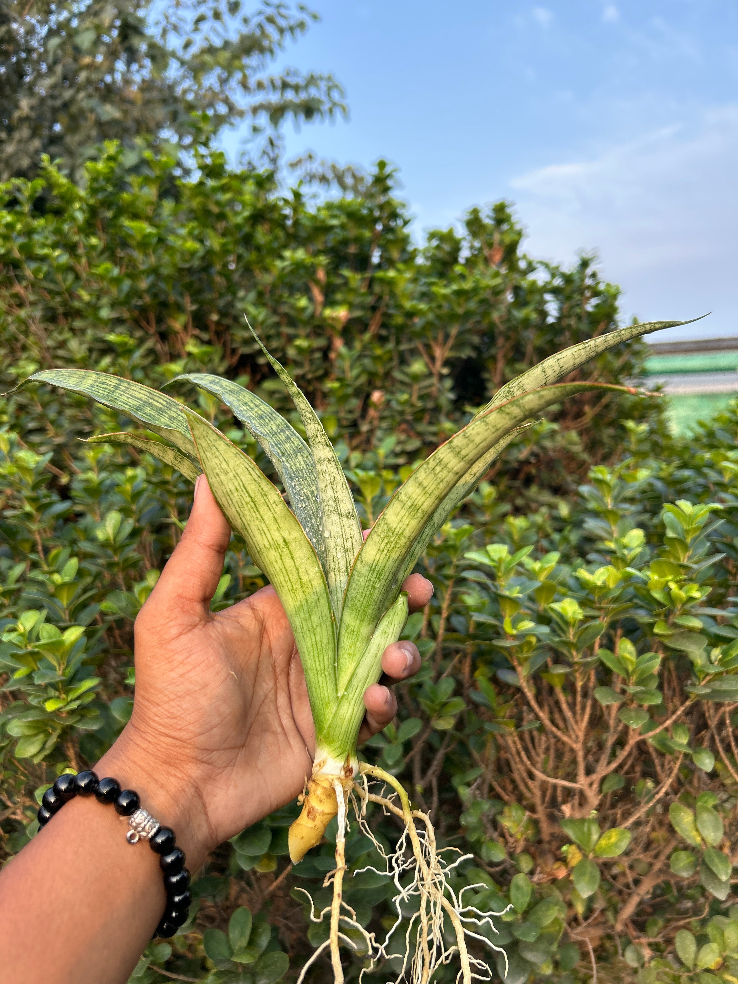 Sansevieria LAYLI