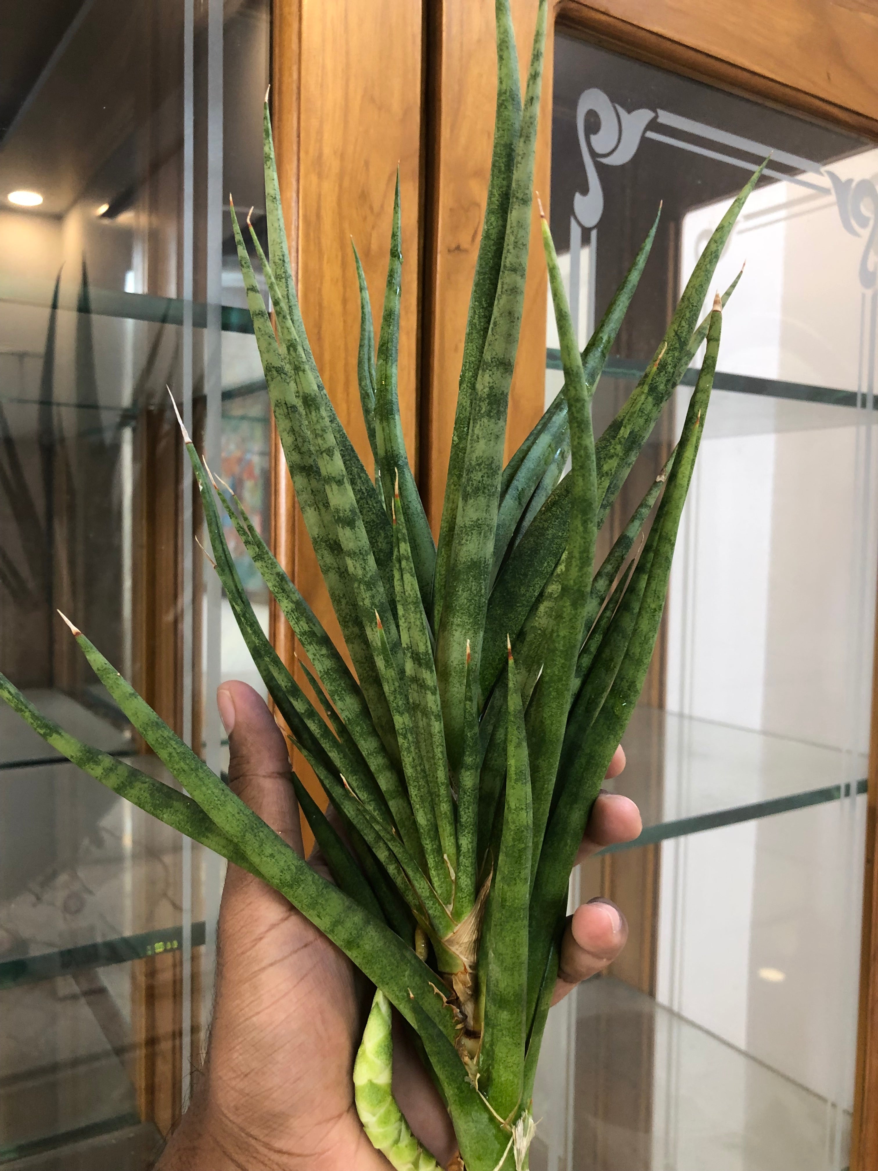 Sansevieria BUNLUE TORCH GREEN