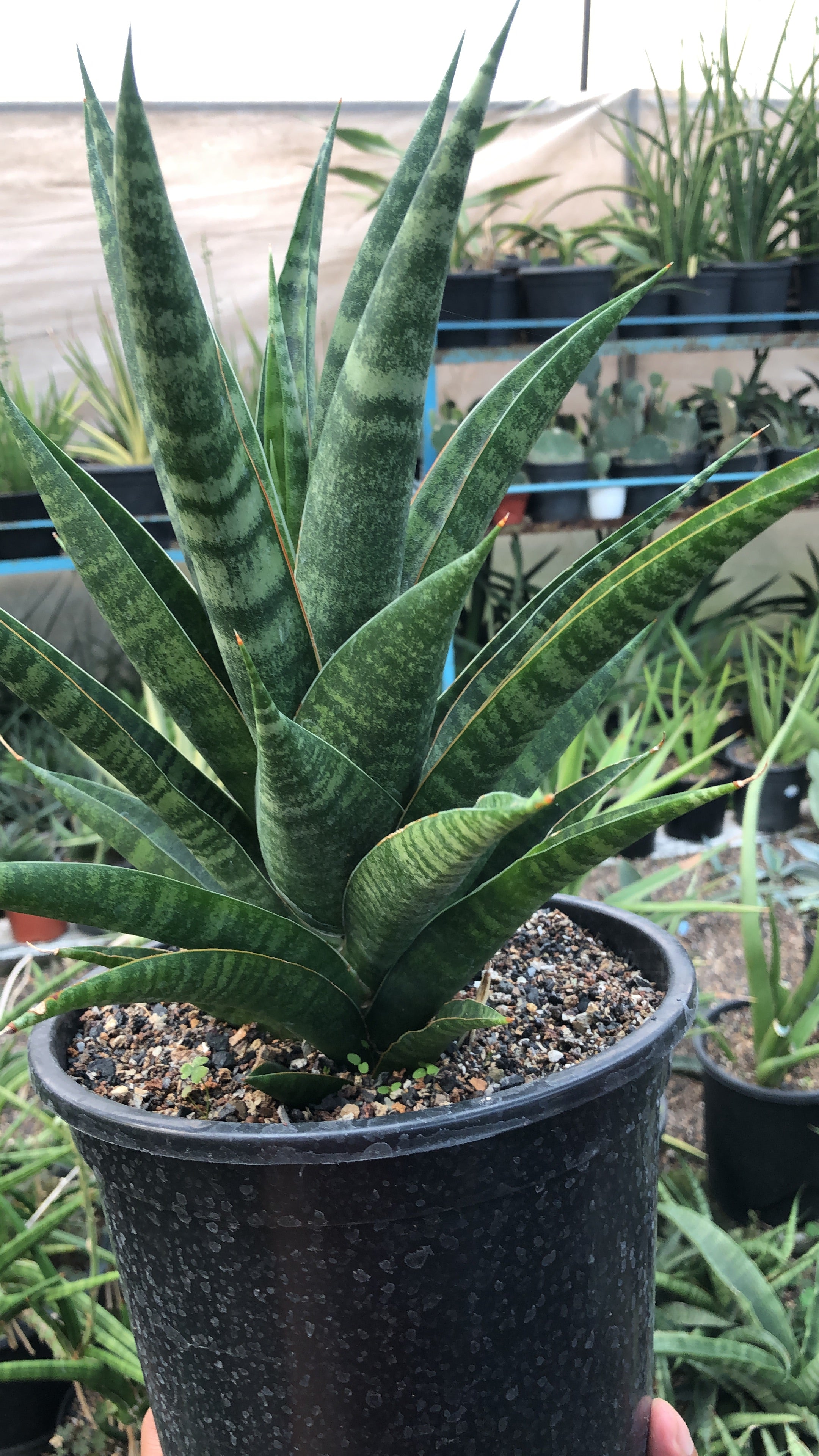 Sansevieria VALI