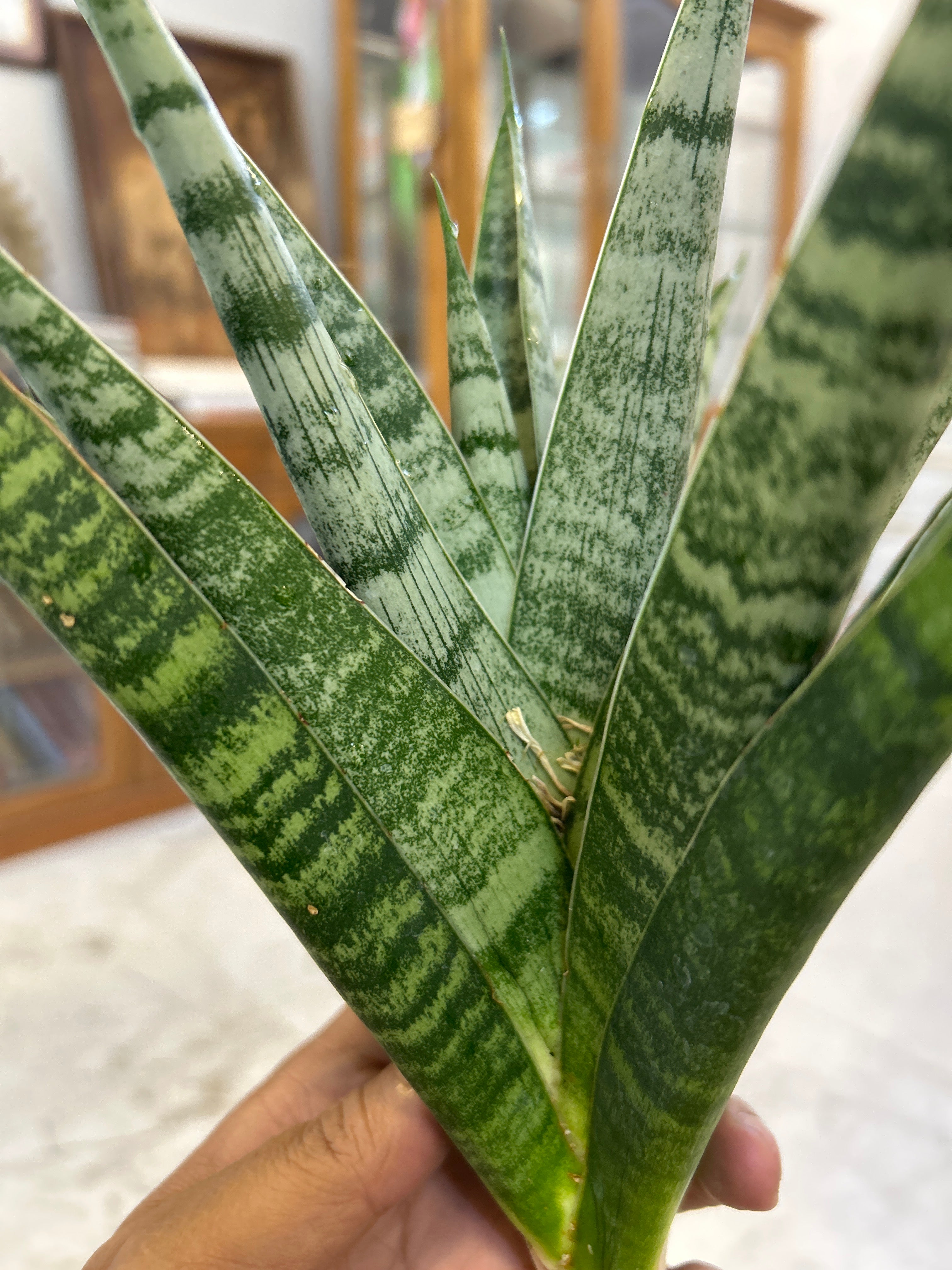 Sansevieria CHAIYO