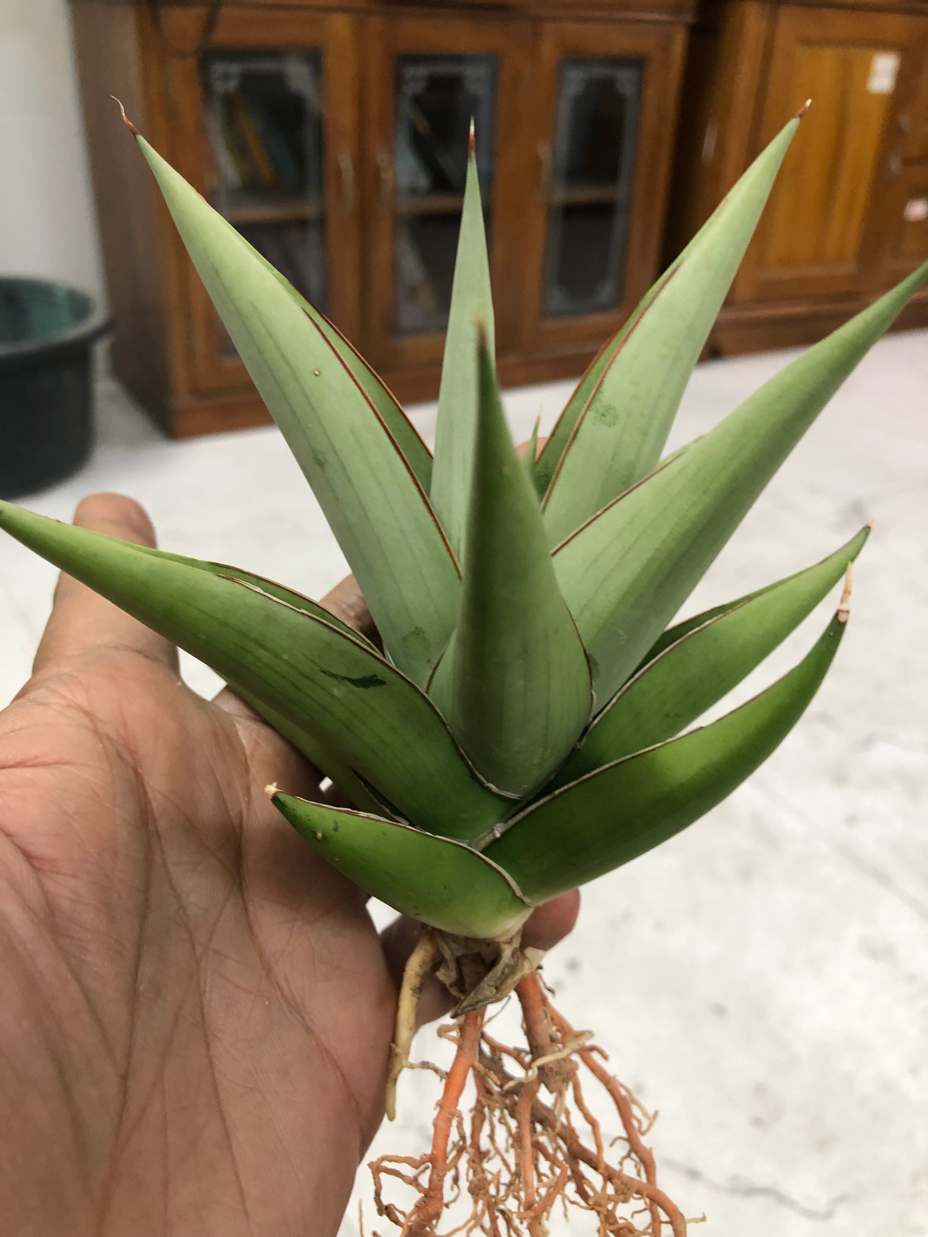Sansevieria TOWER SILVER