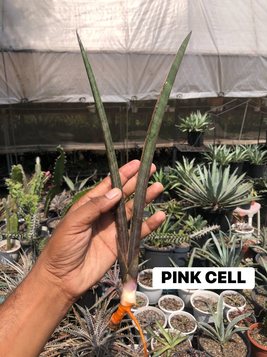 COMBO NO 34 : COMBO OF 3 COLOURFUL SANSEVIERIA