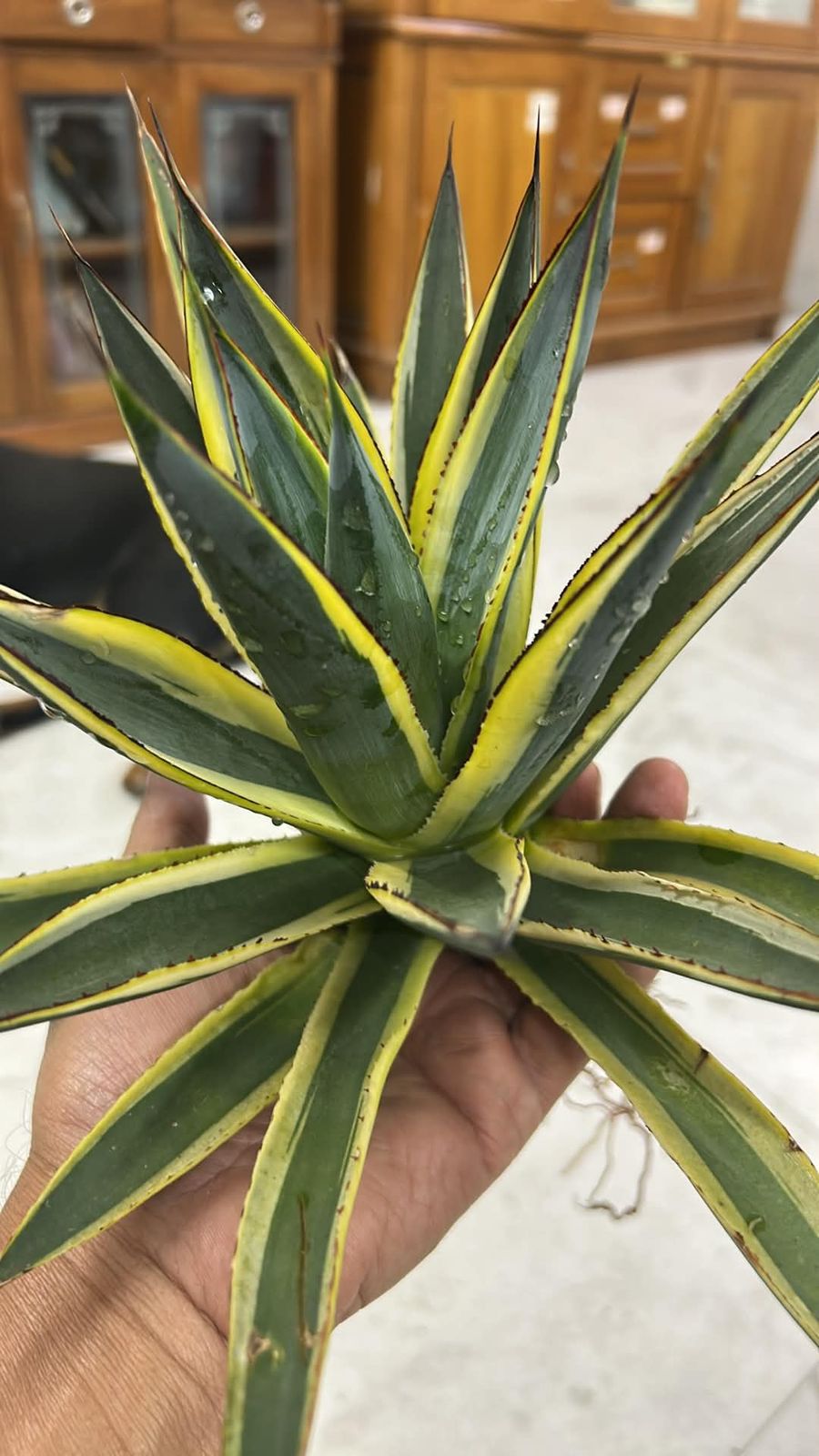 Agave SUNGLOW