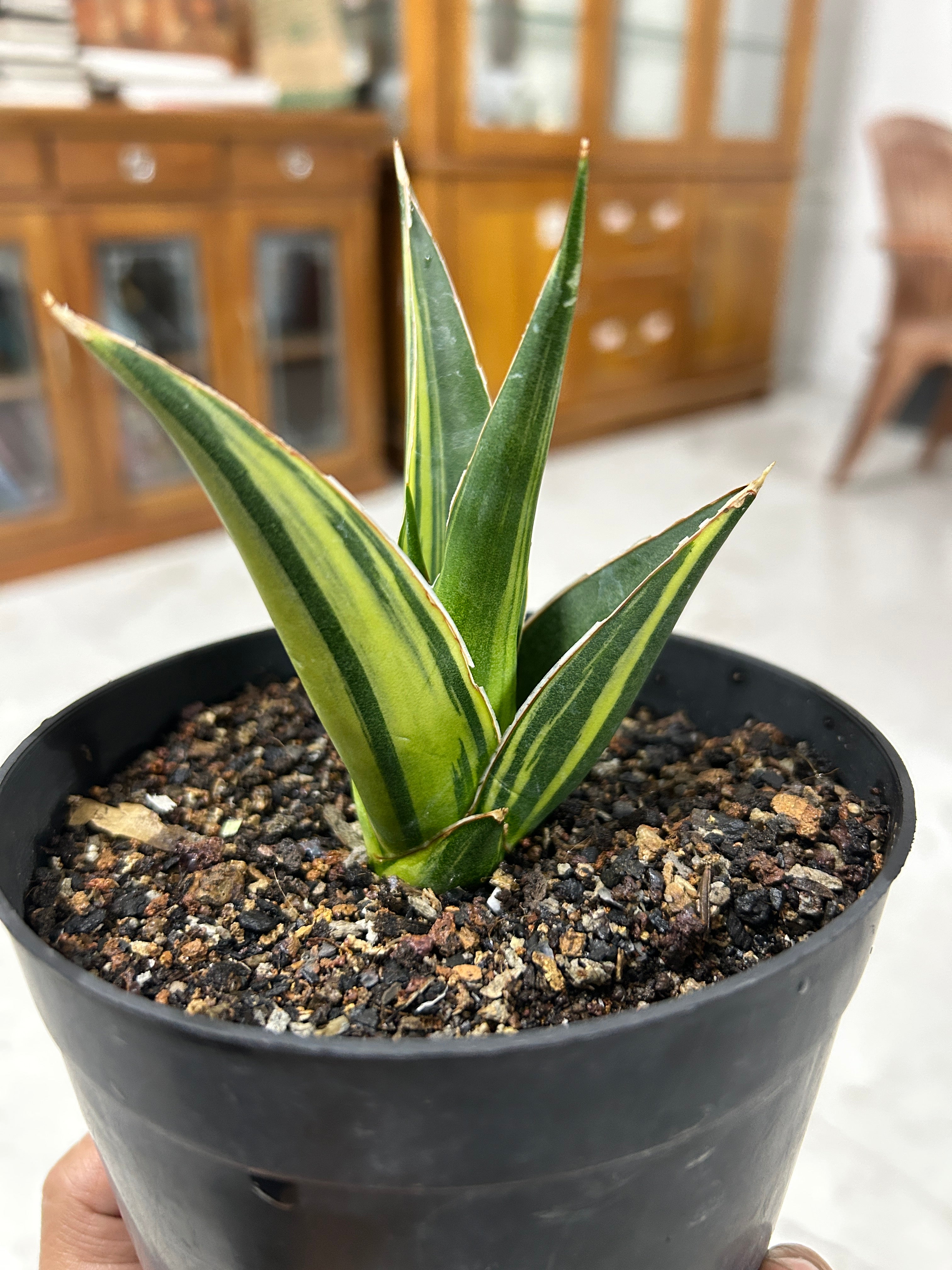 Sansevieria LUNA VARIEGATED