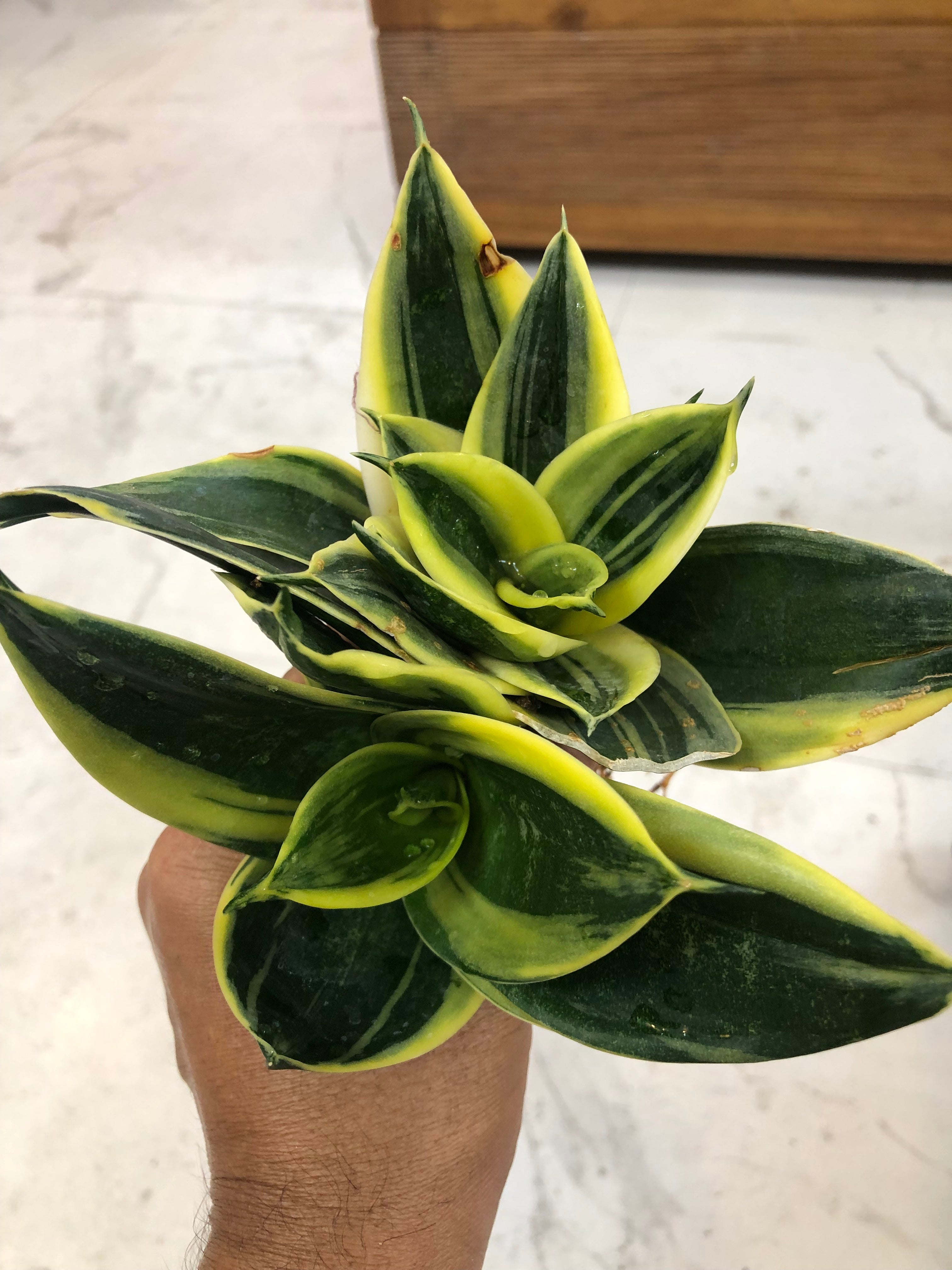 Sansevieria GOLDFLAME DWARF VARIETY