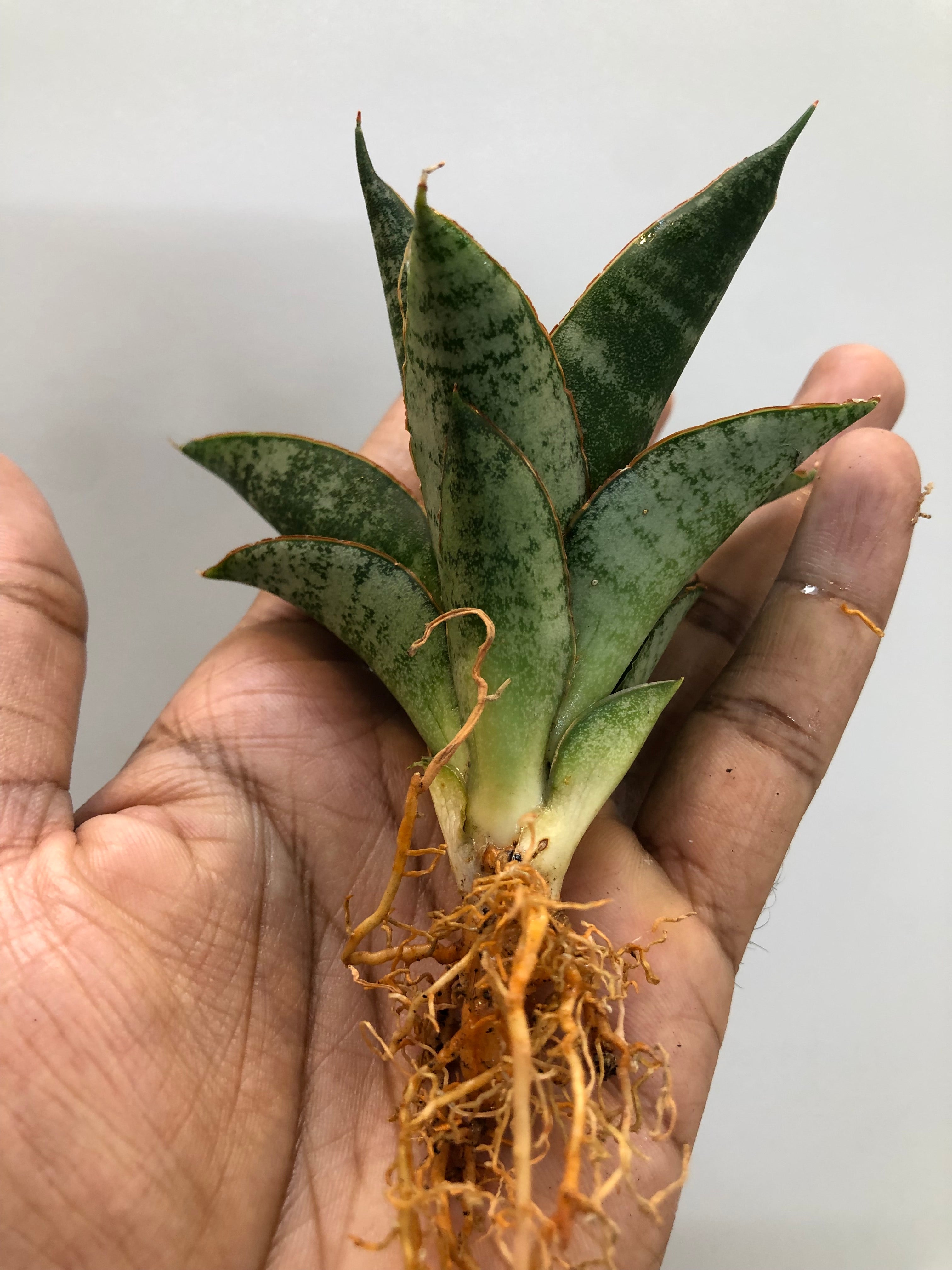 Sansevieria TELETUBBIES