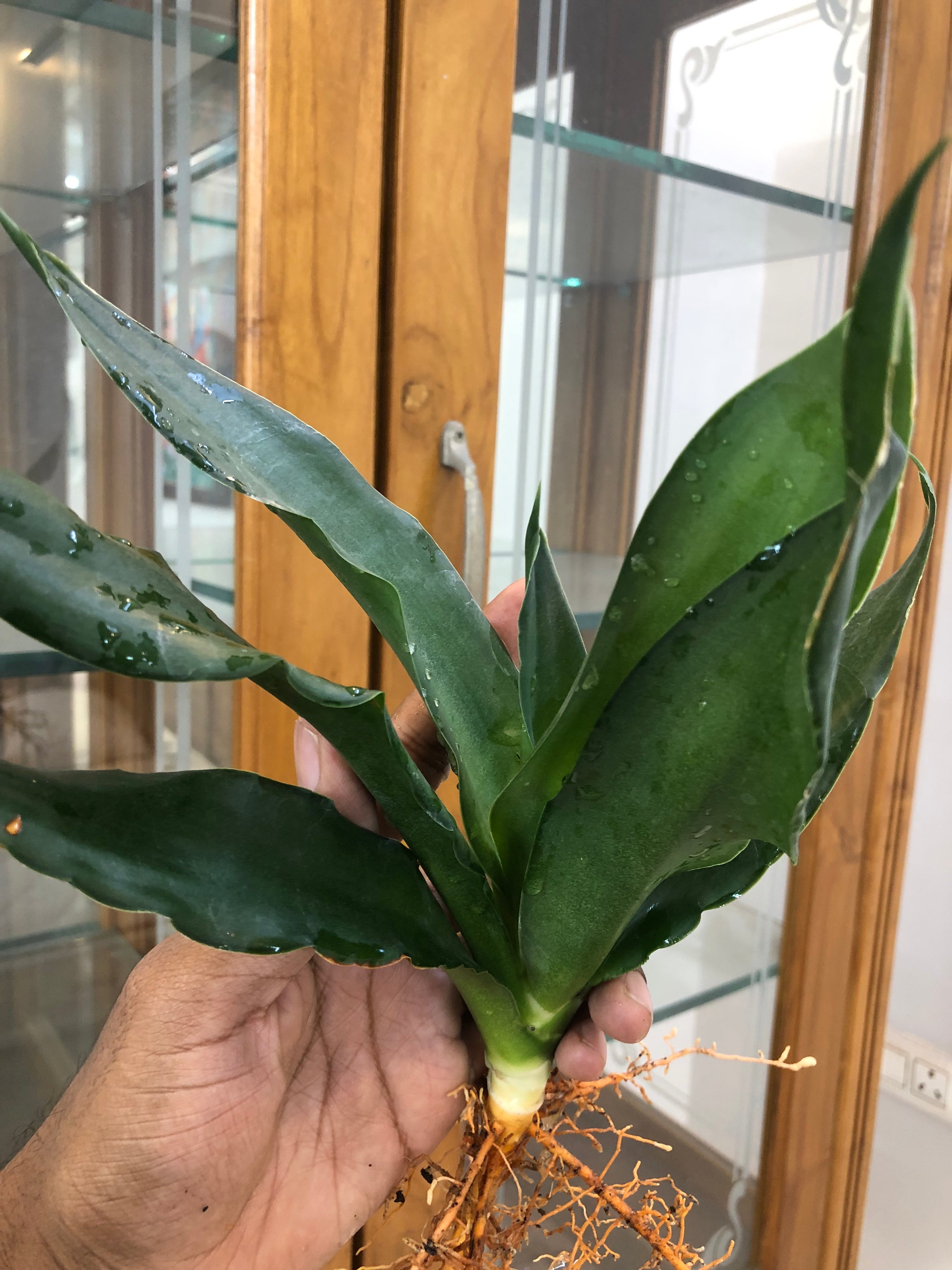 Sansevieria CHELOMITA