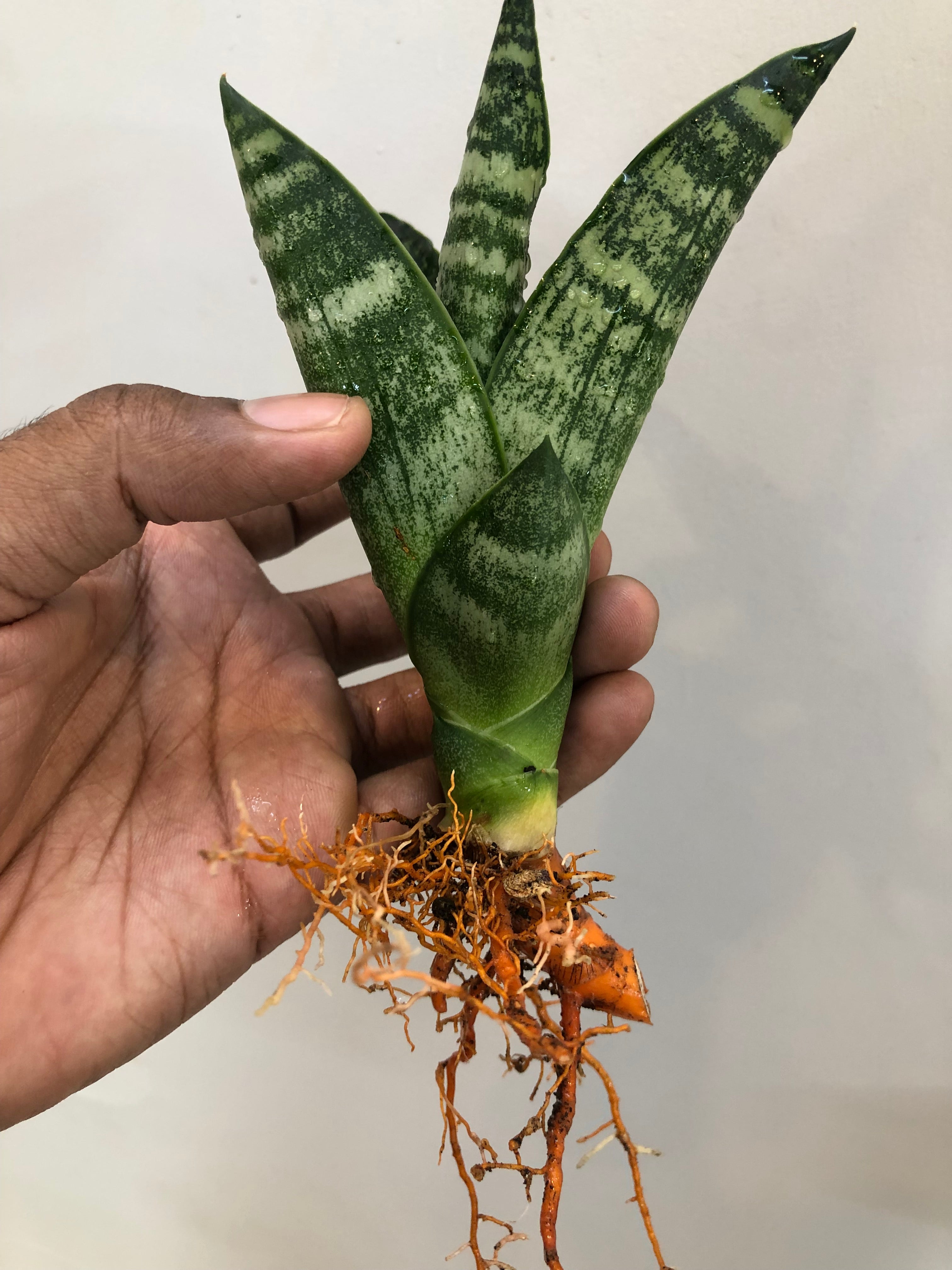 Sansevieria BLACK HORSE