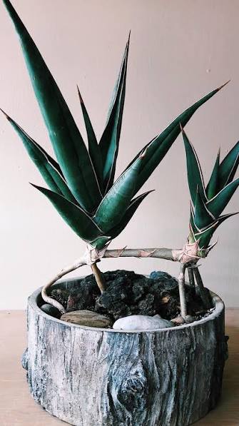 Sansevieria PINGUICULA VARIEGATED