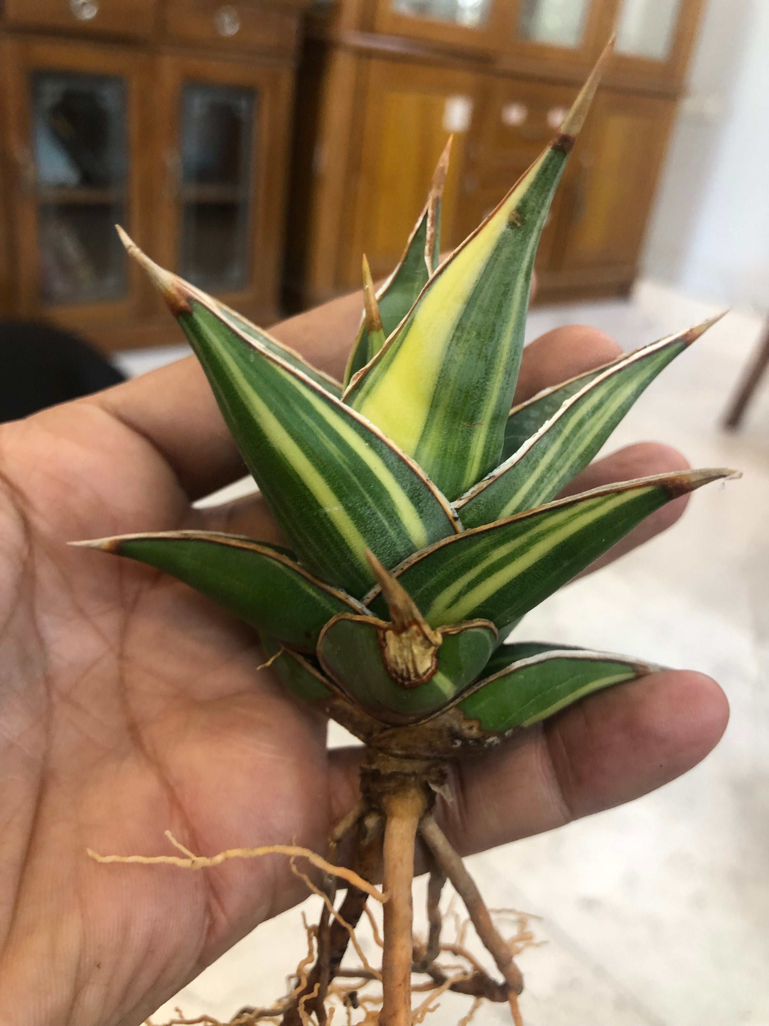 Sansevieria PINGUICULA VARIEGATED