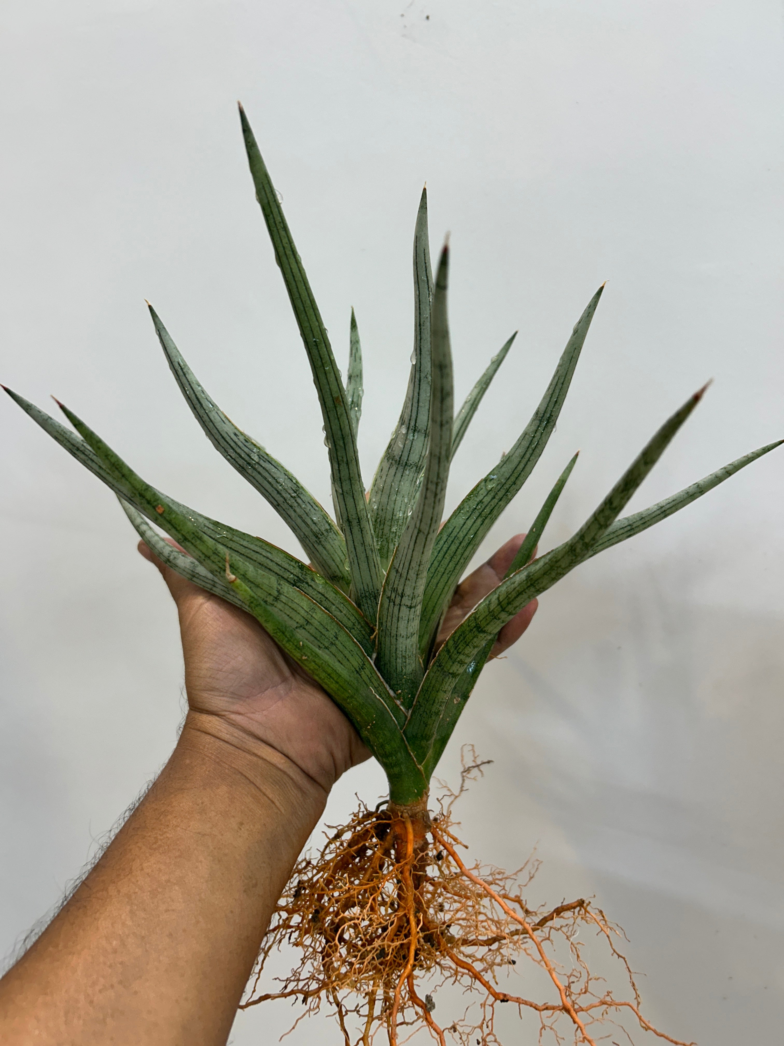 Sansevieria MANDALIKA Specimen