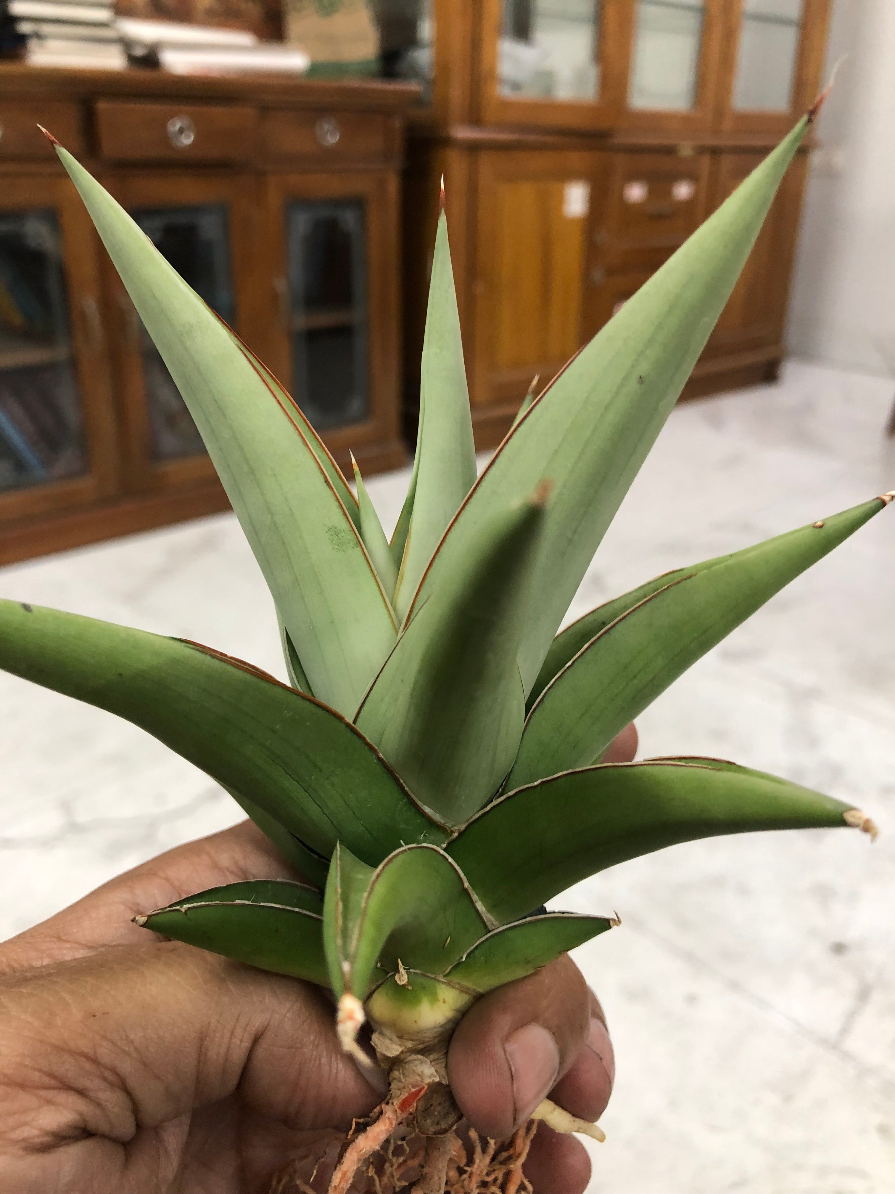 Sansevieria TOWER SILVER