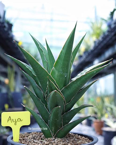 Sansevieria Hybrid AYA