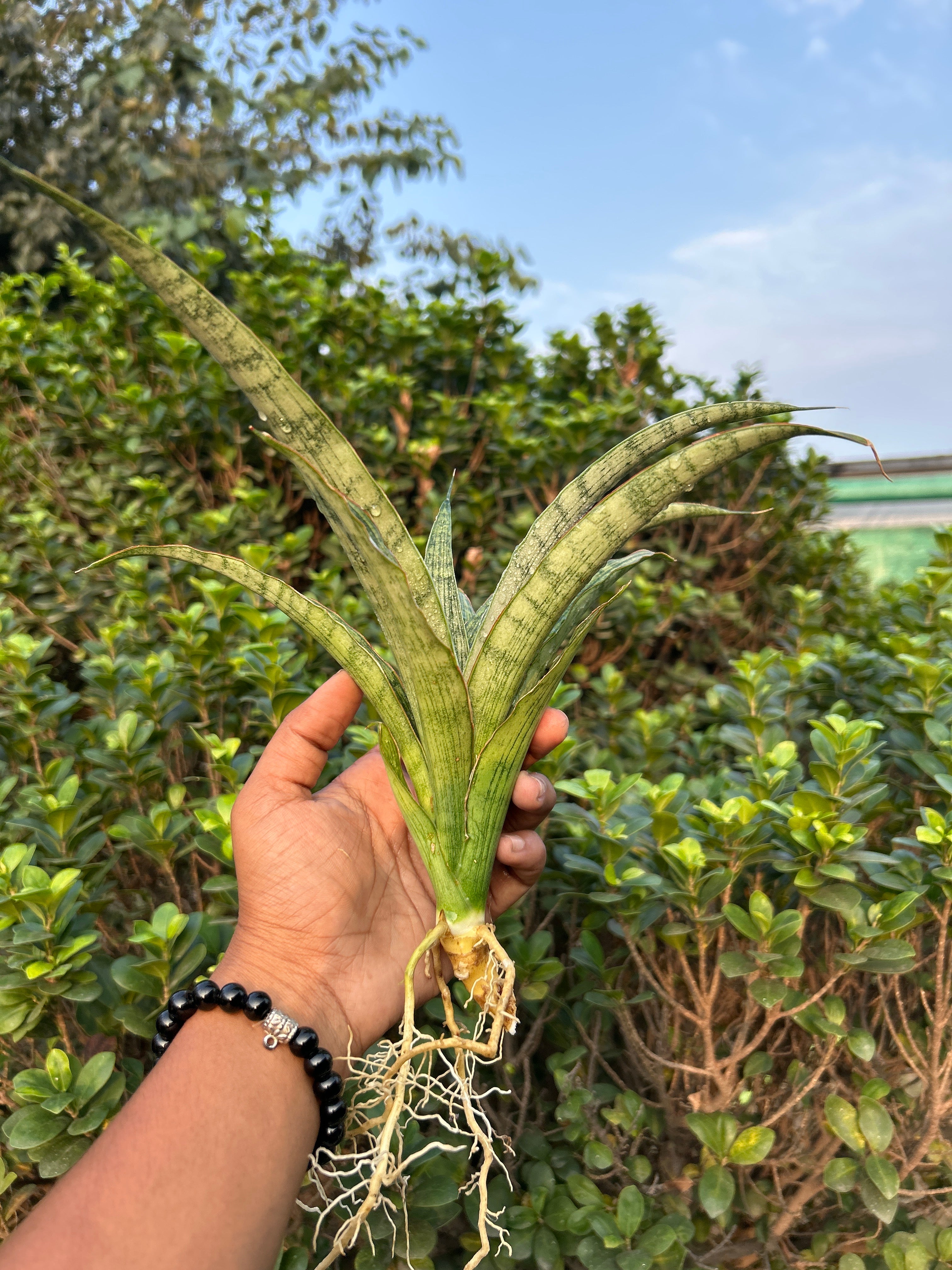 Sansevieria LAYLI
