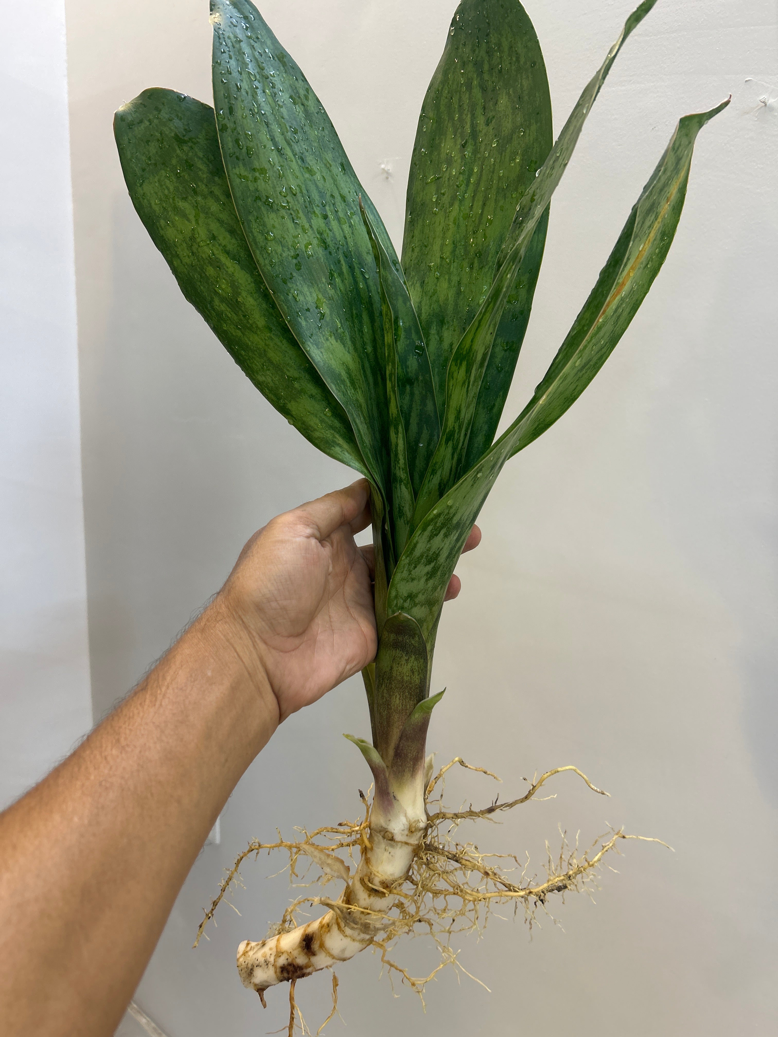 Sansevieria LAKE SIBAYA/GIANTLEAF/ SUDVALA CAVES