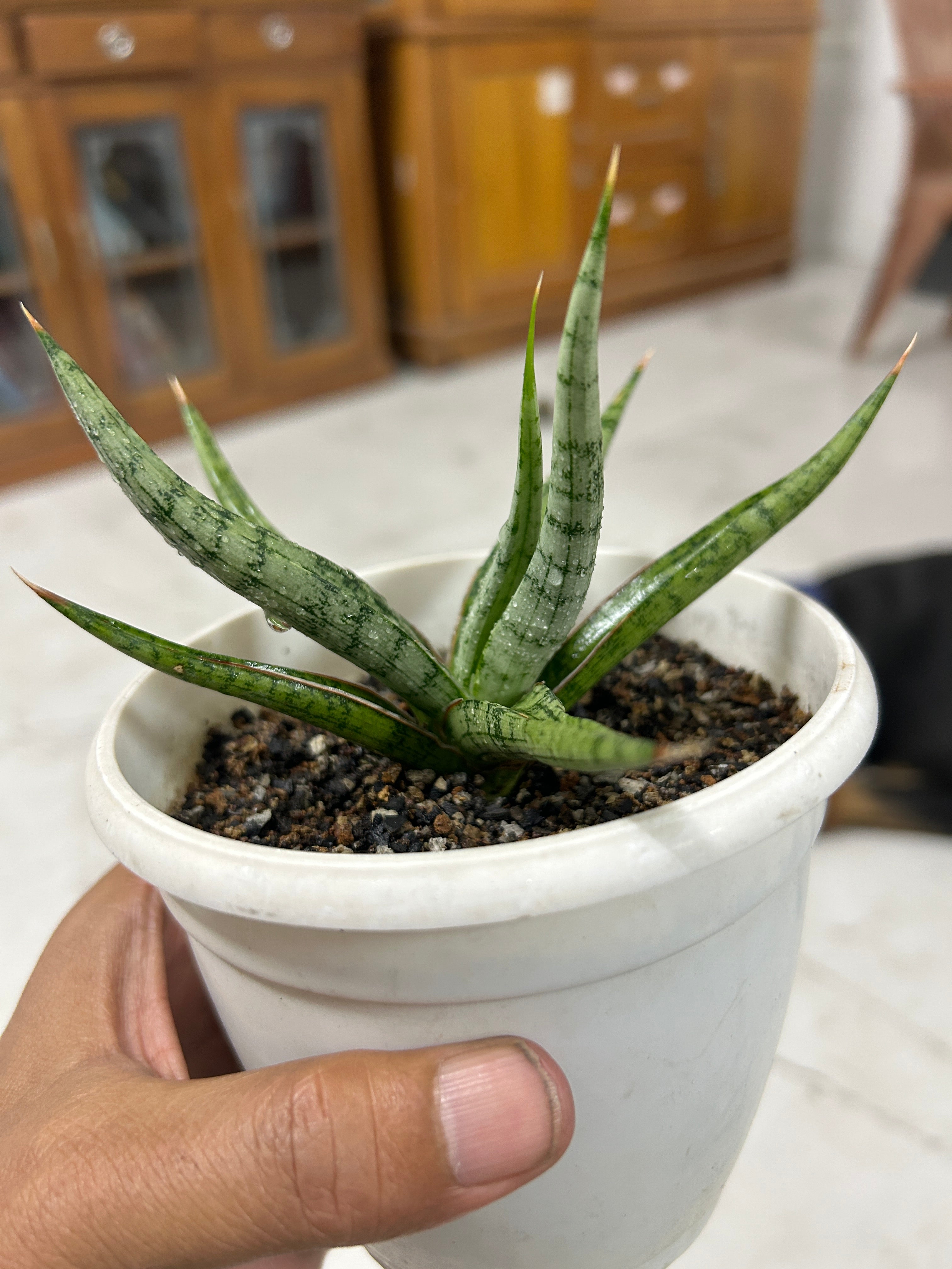 Sansevieria RUDAL