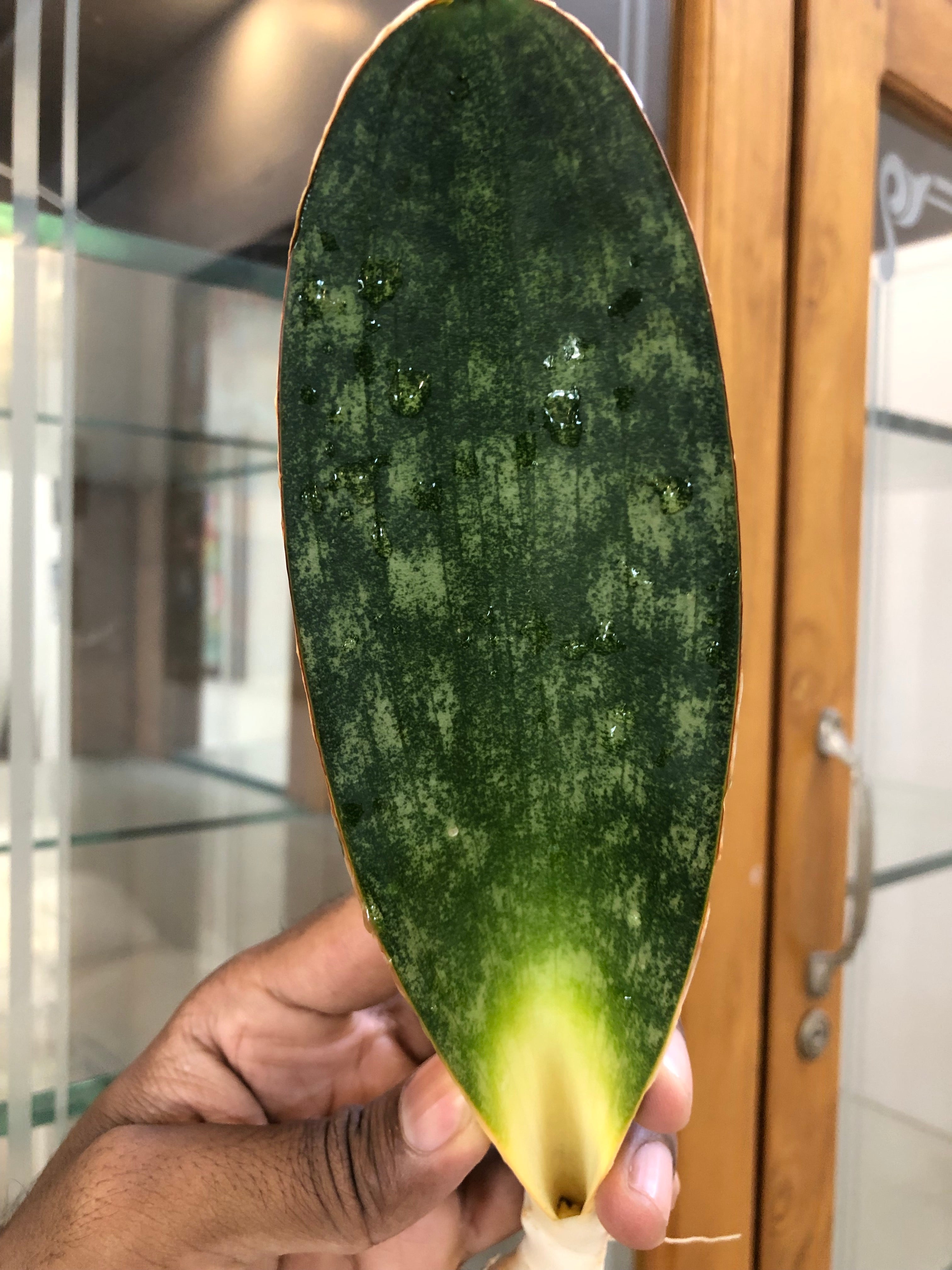 sansevieria HAWAIIAN STAR