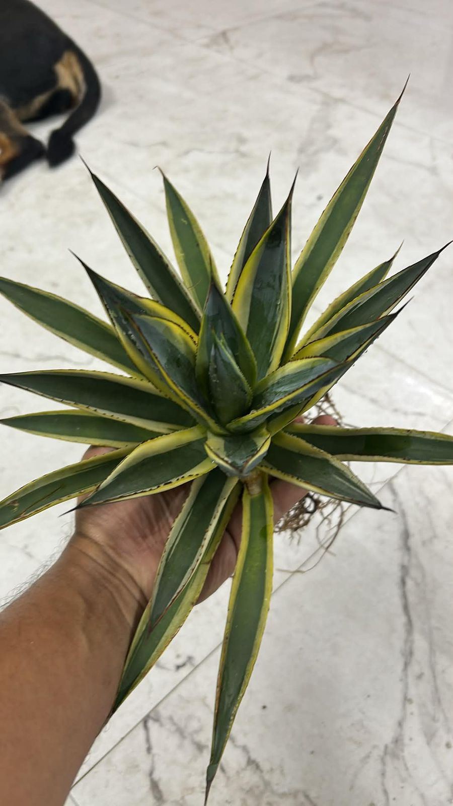 Agave SUNGLOW