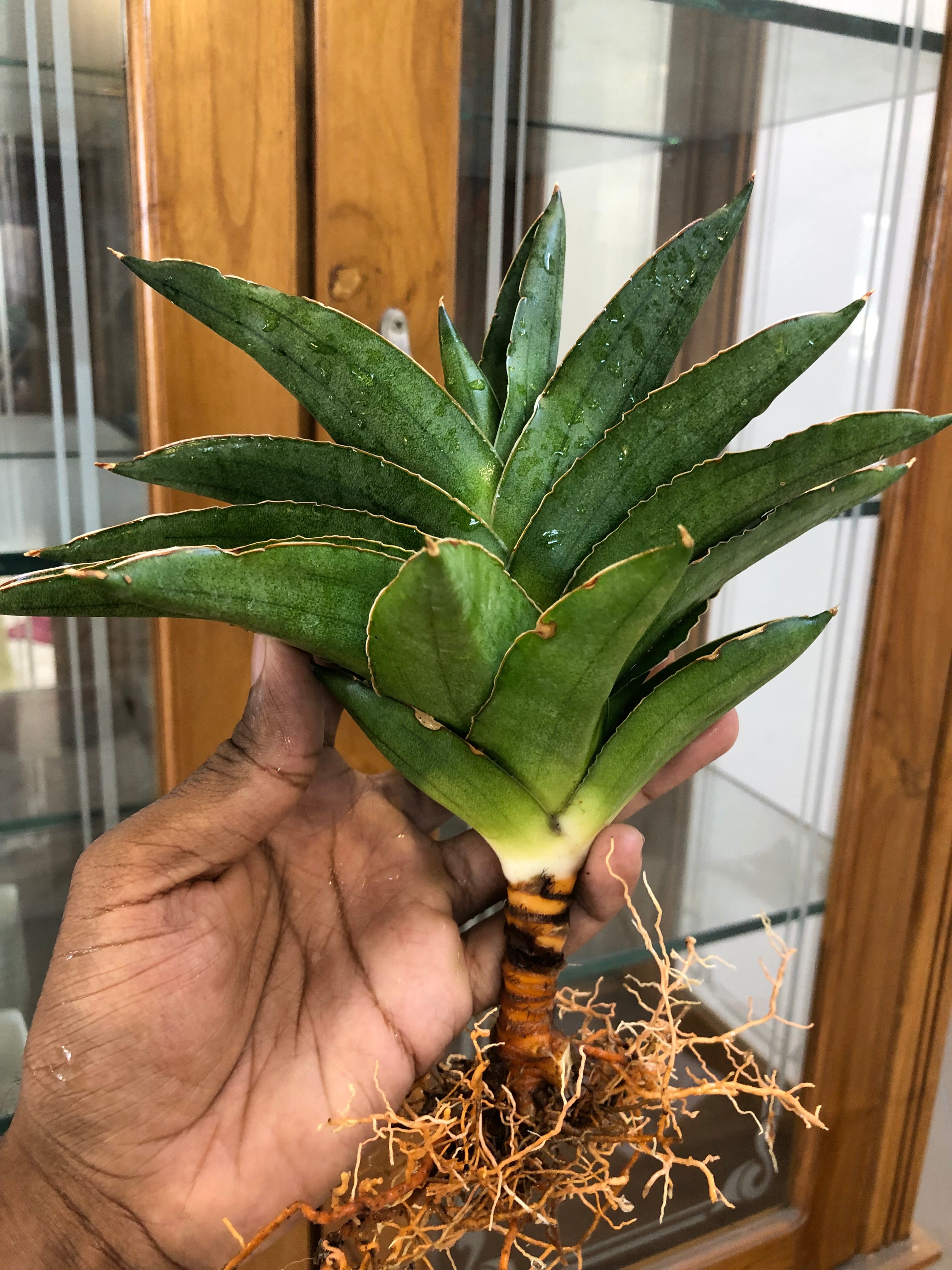 Sansevieria Andaman – Exotic Compact Indoor Plant