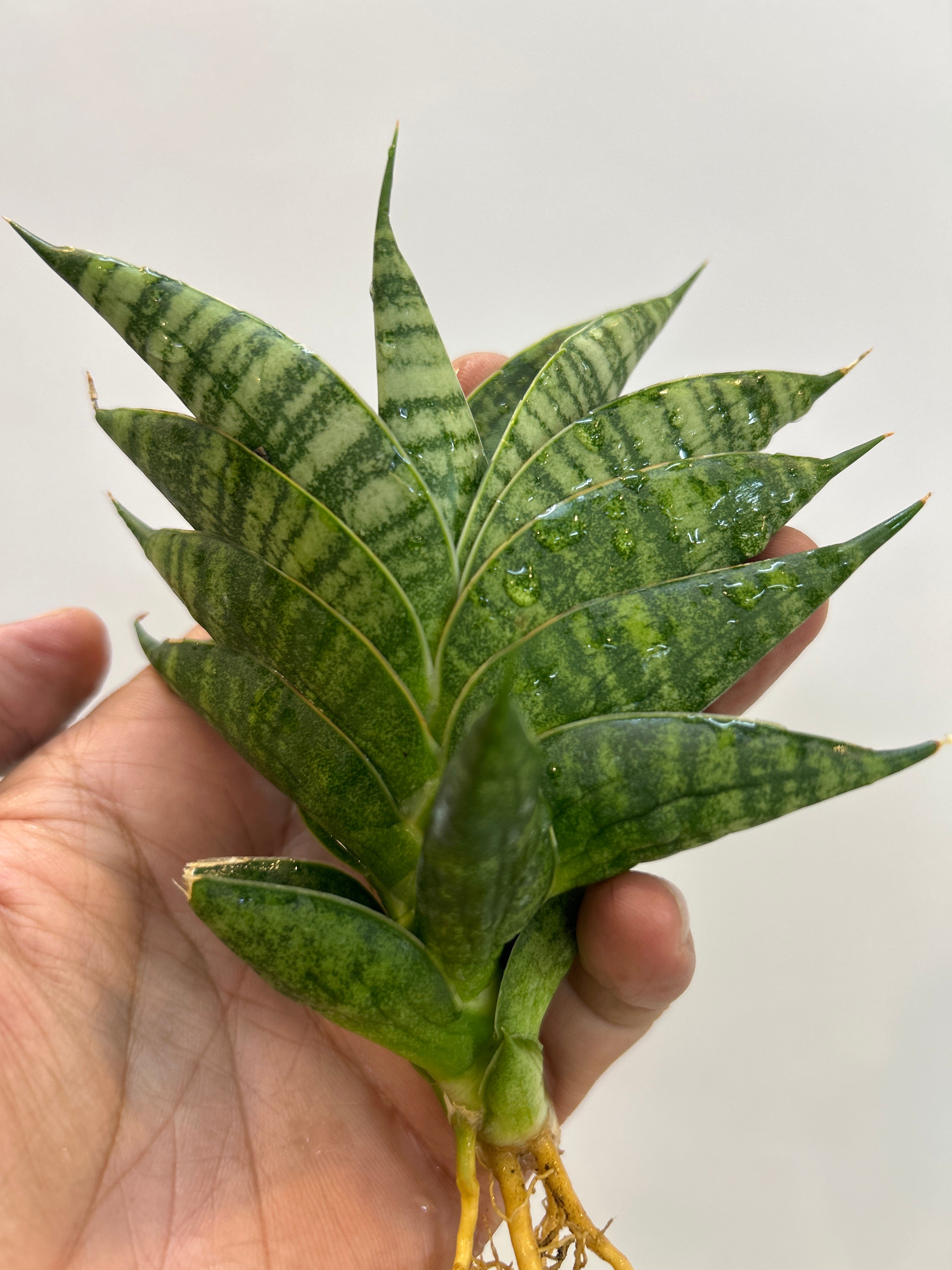 Sansevieria SINDORO