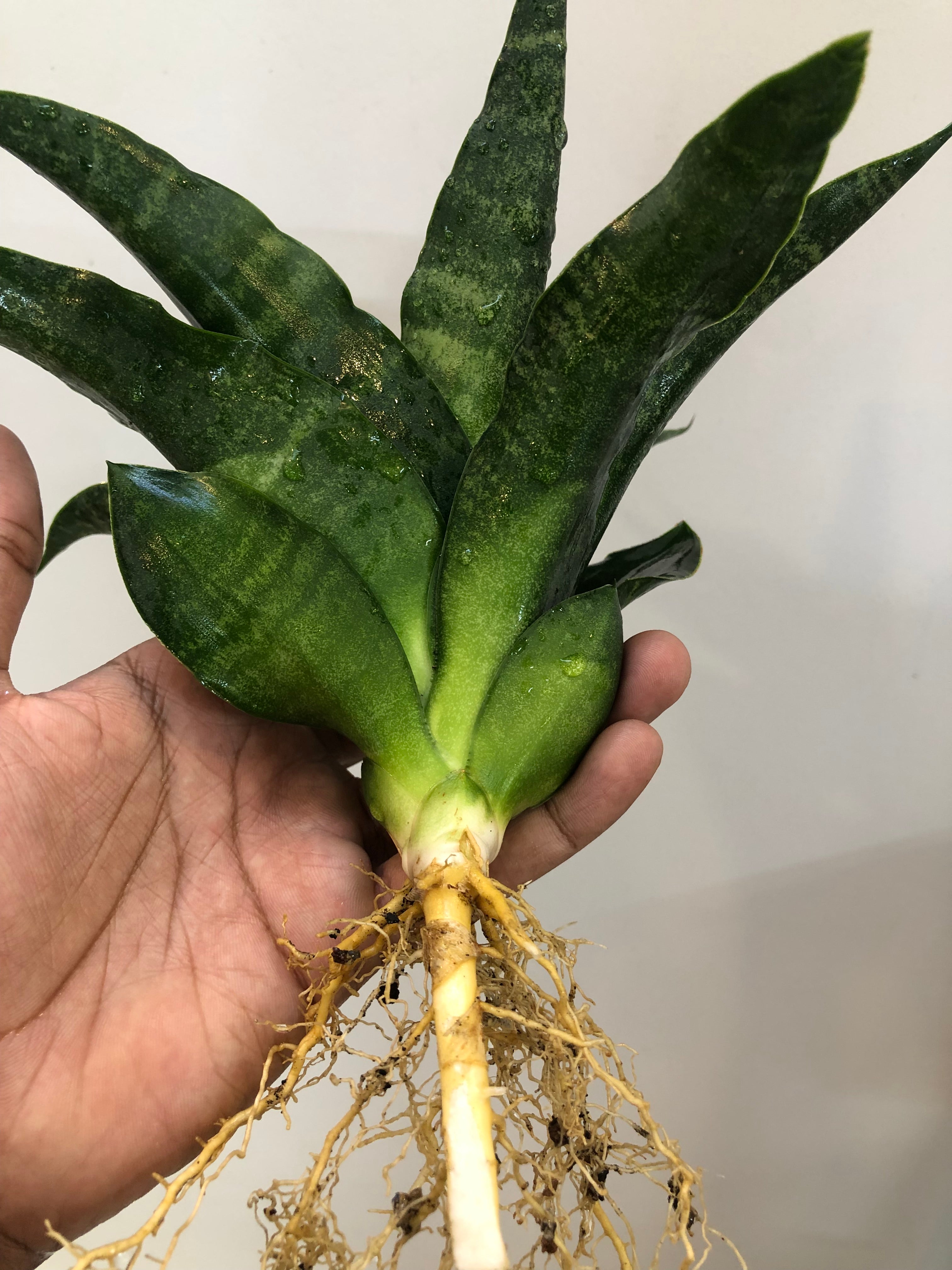 Sansevieria BLACK DOG