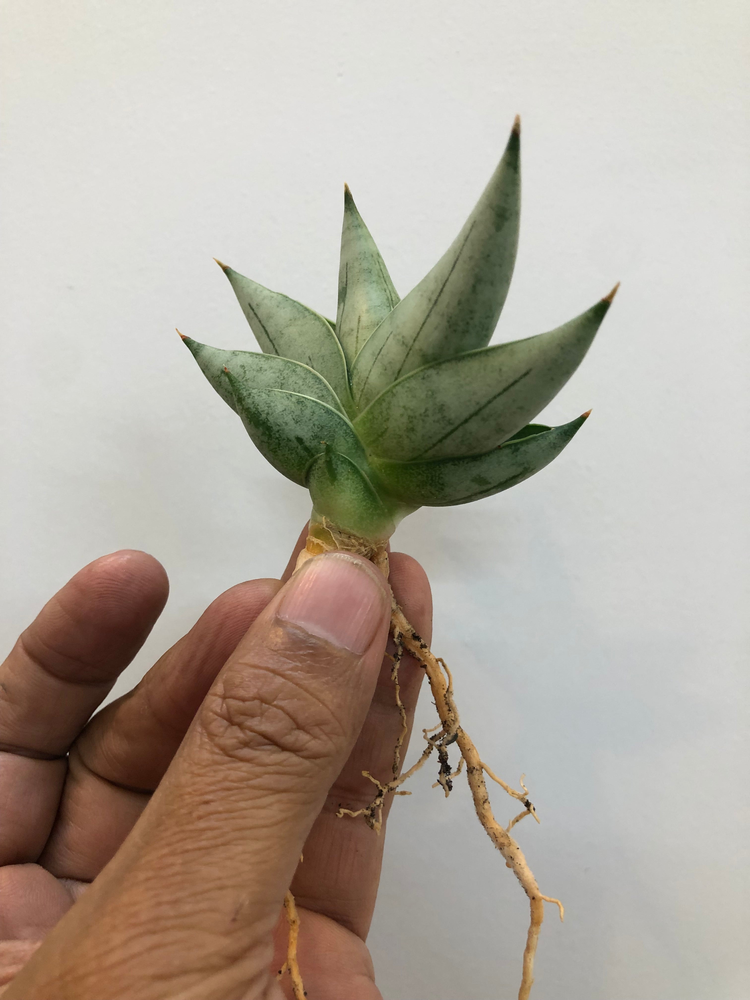 Sansevieria NILIN