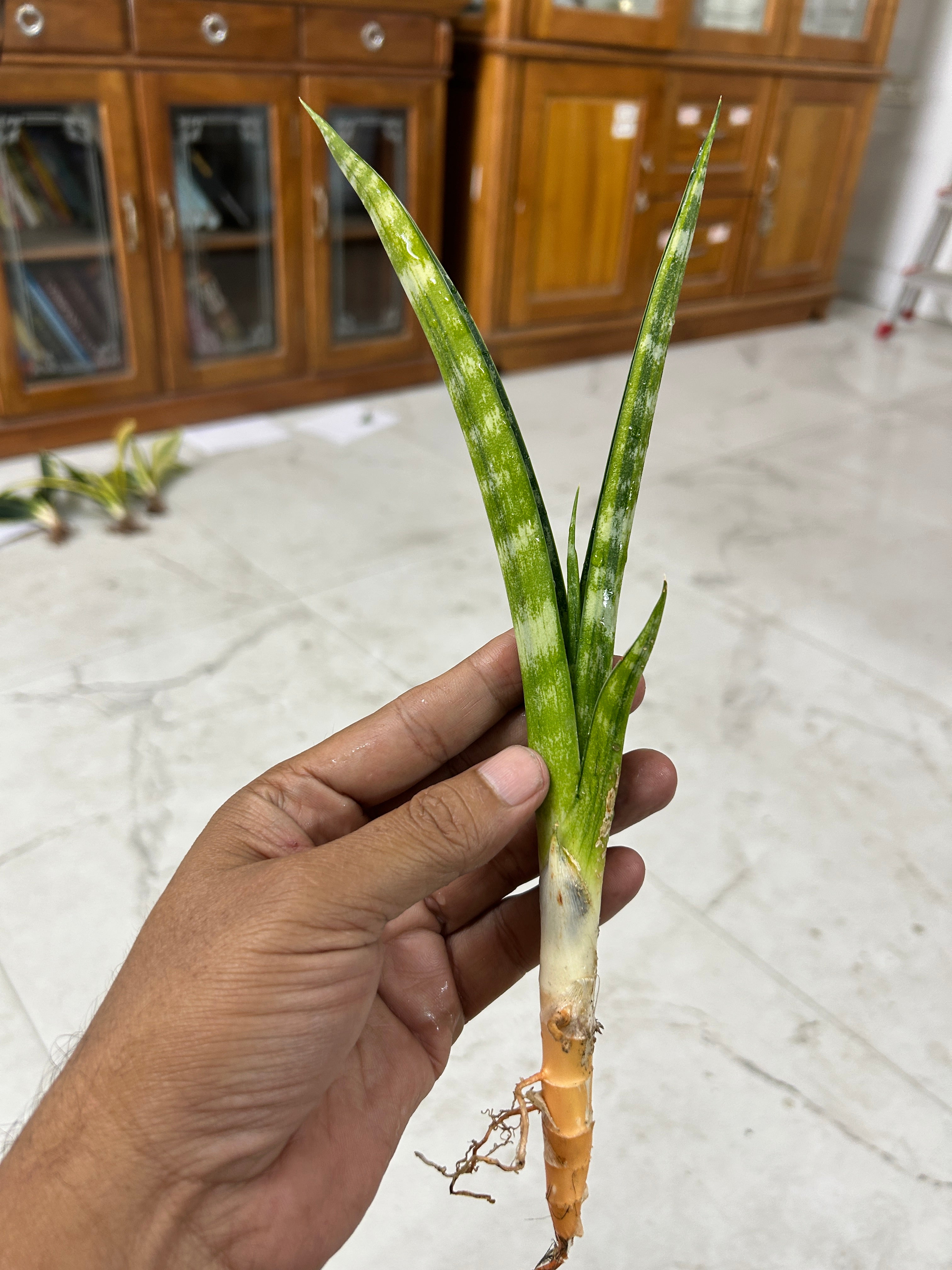 Sansevieria FERNWOOD VARIEGATED