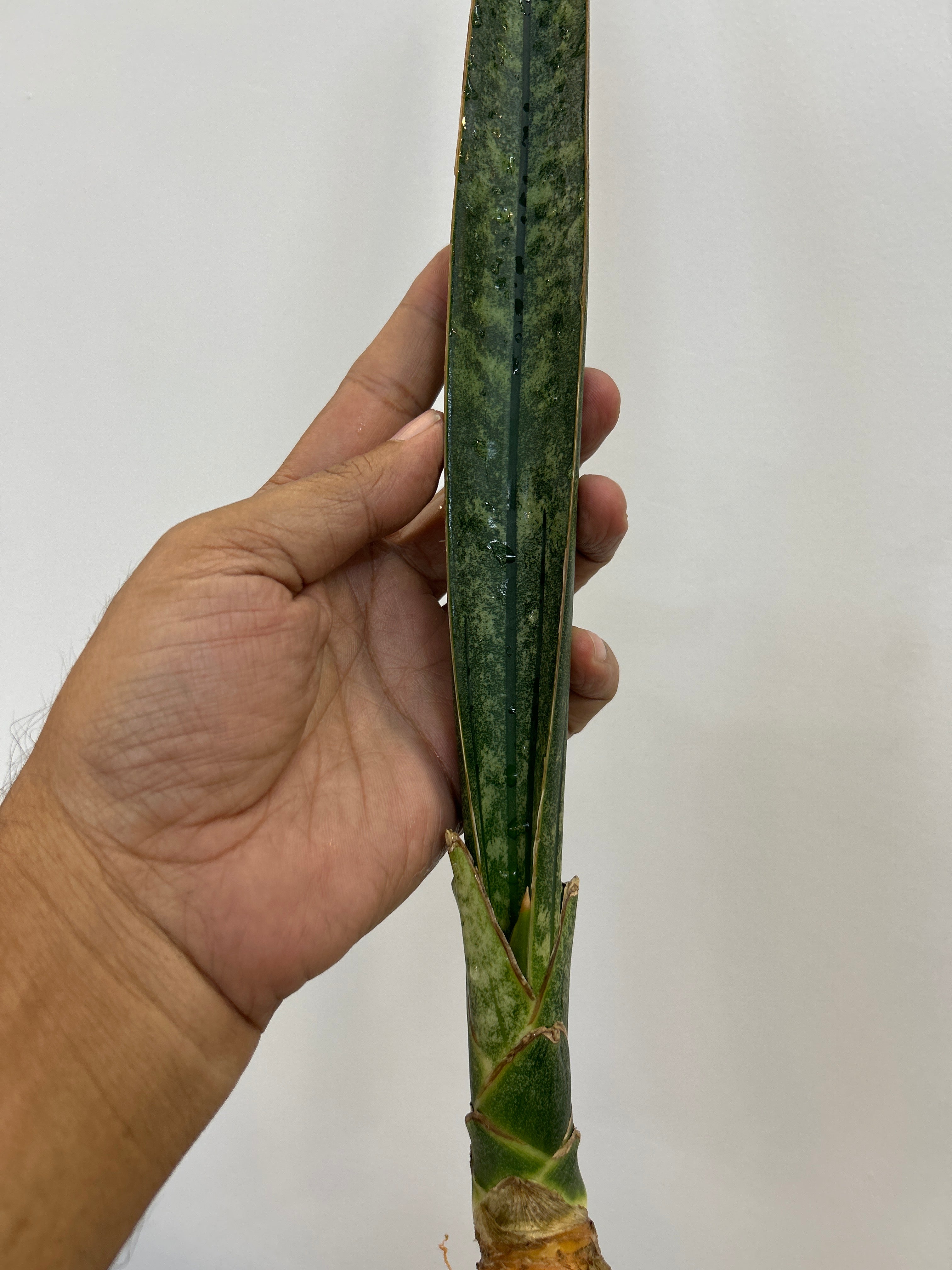 Sansevieria MALAWI BATS