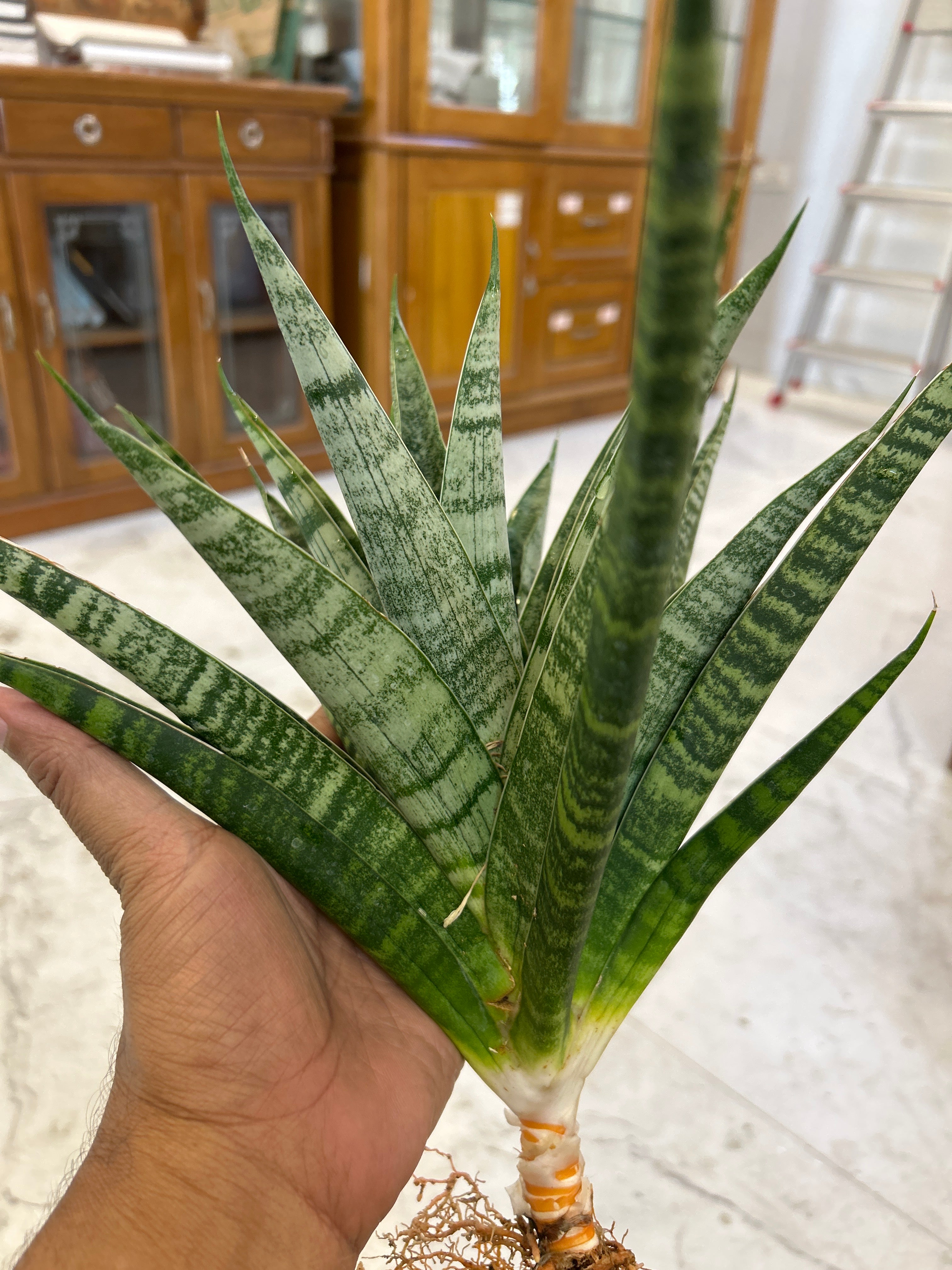 Sansevieria CHAIYO