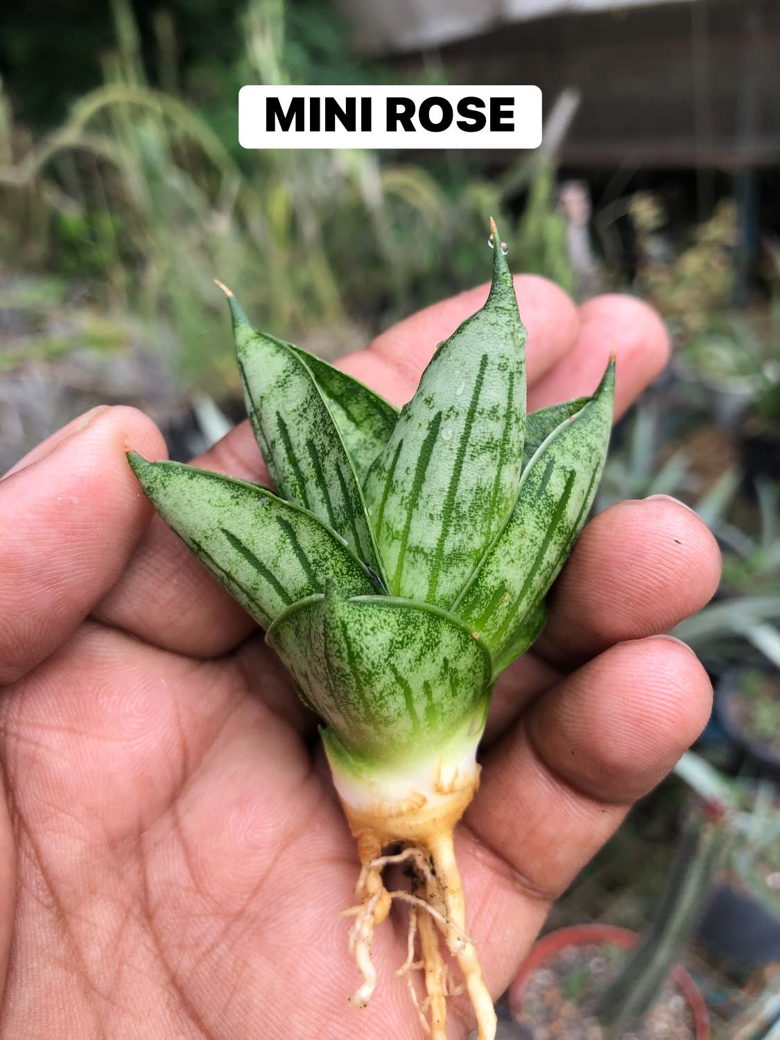 Combo No 22 : Five Mini Sansevieria