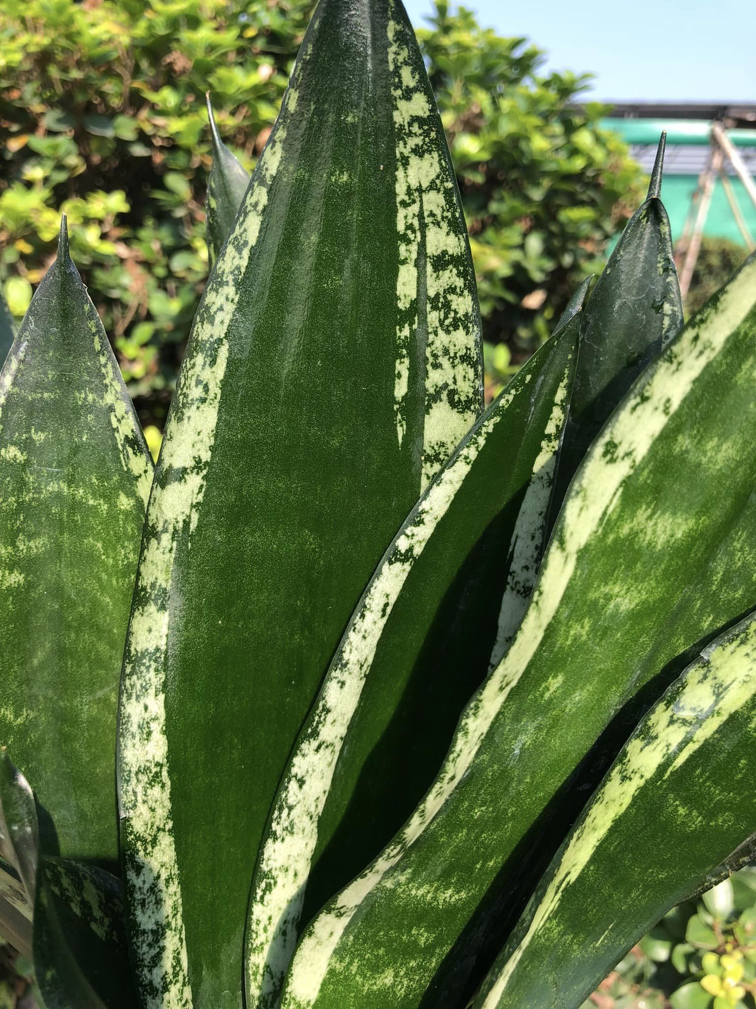 Sansevieria Whitney Clump of 3 large Plants