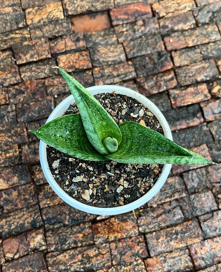 Sansevieria Hybrid 'Fighter'