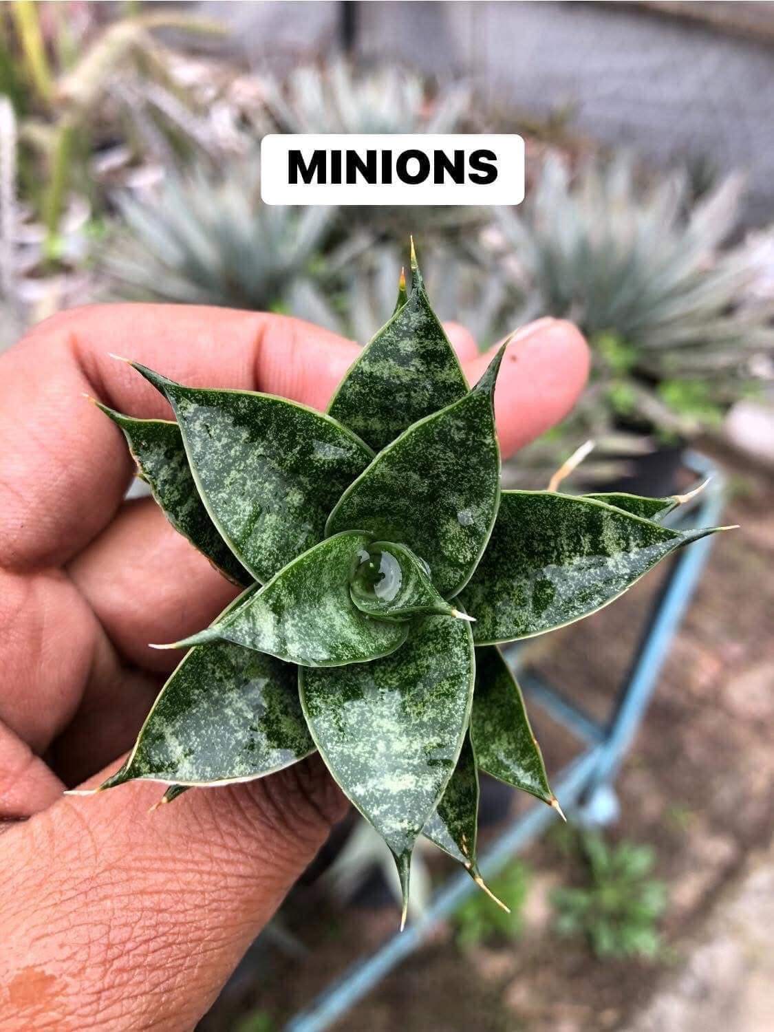Combo of 6 Beautiful Sansevieria