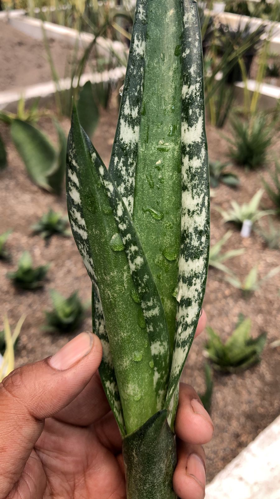 SANSEVIERIA GREEN MERMAID PUP