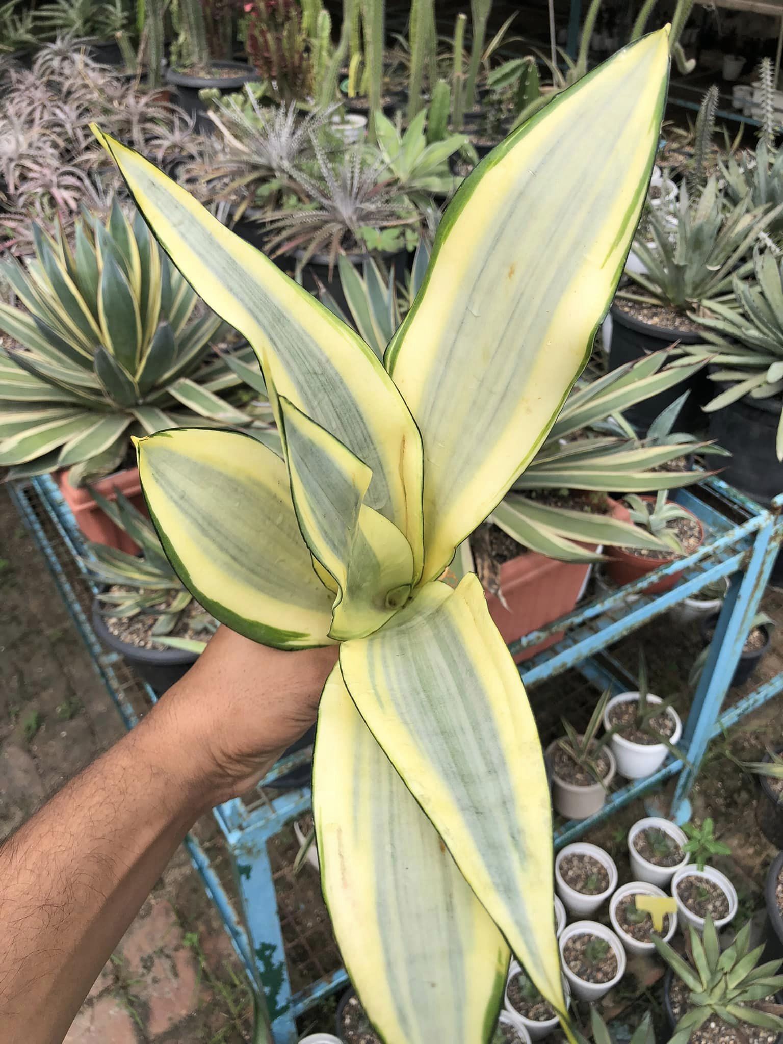 Sansevieria Trifasciata 'Ghost'