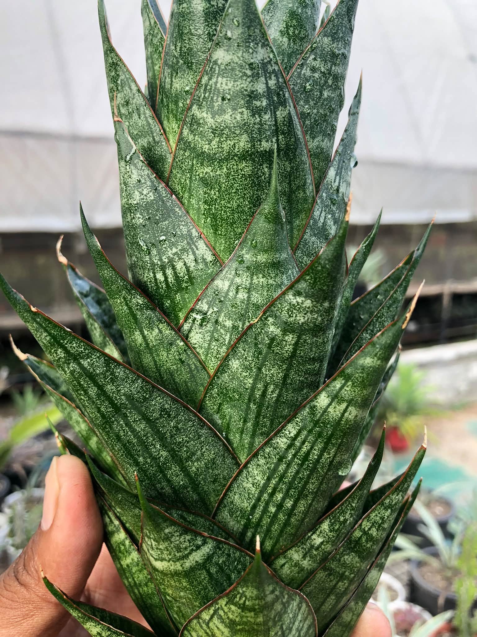 Sansevieria DRAGON SCALE LARGE
