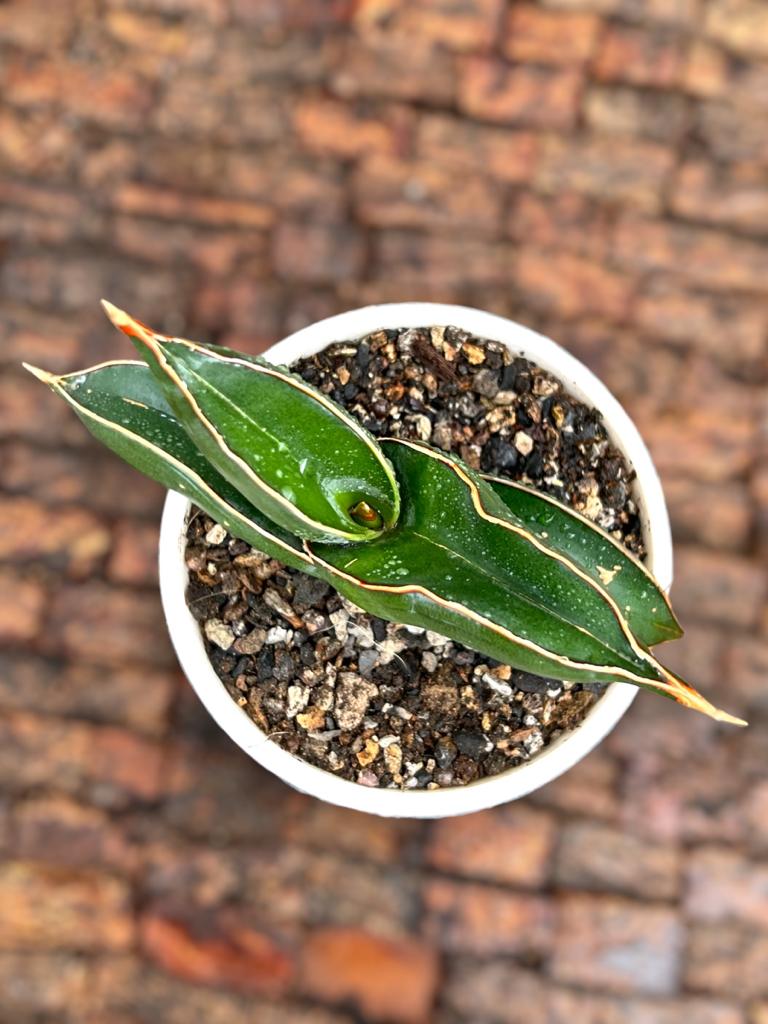 Sansevieria 'Blue' Banana