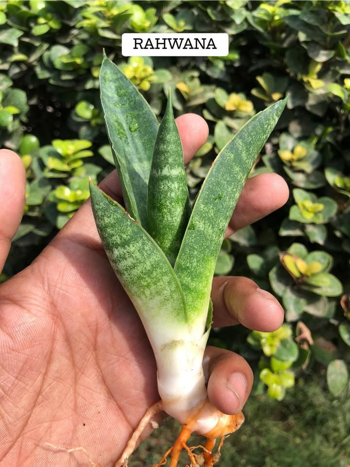 Combo of 4 beautiful sansevieria