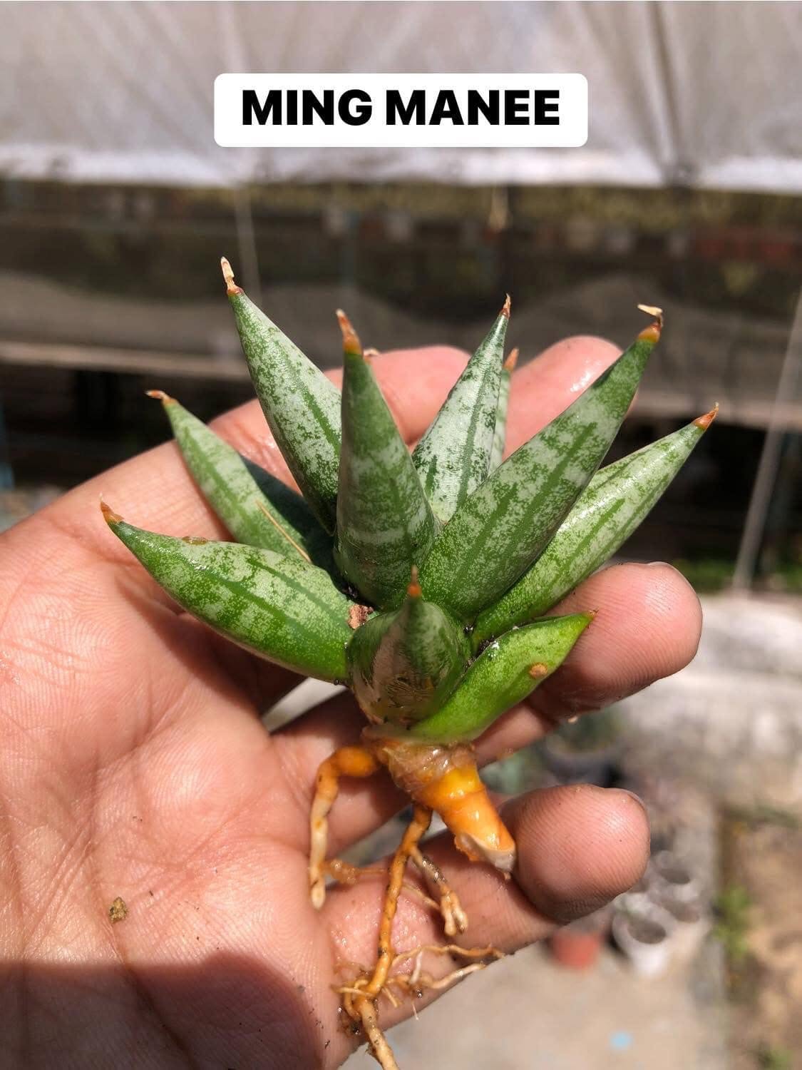 Sansevieria Combo Of 7 Plants