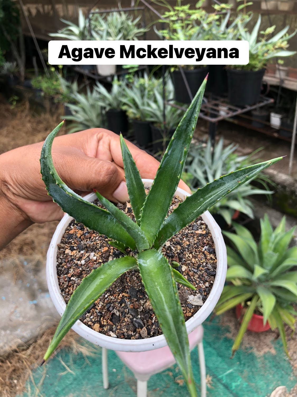 Combo No 18 : Twelve Popular Agaves and Mangaves