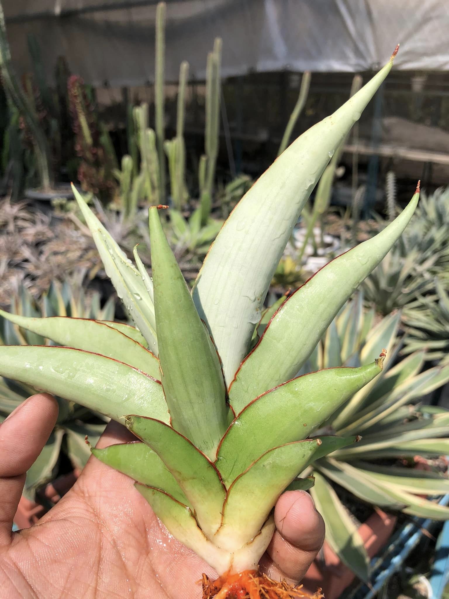 Sansevieria CHAO PHARYA