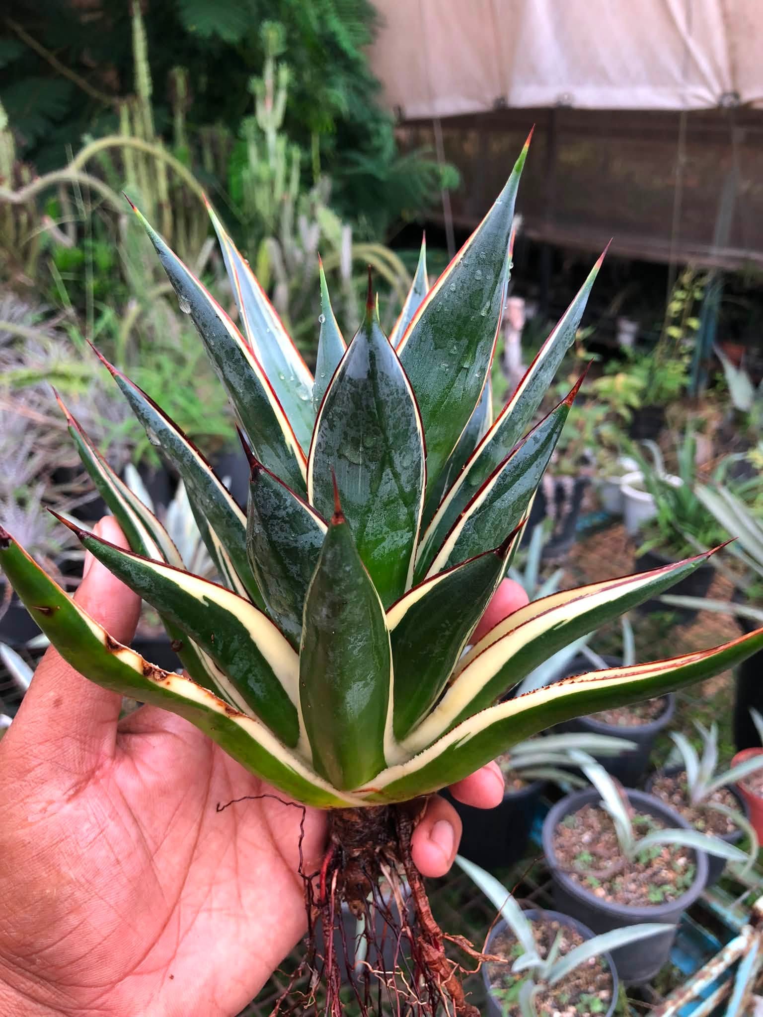 Combo No 19 : AGAVES COMBO SUNGLOW AND SNOWGLOW