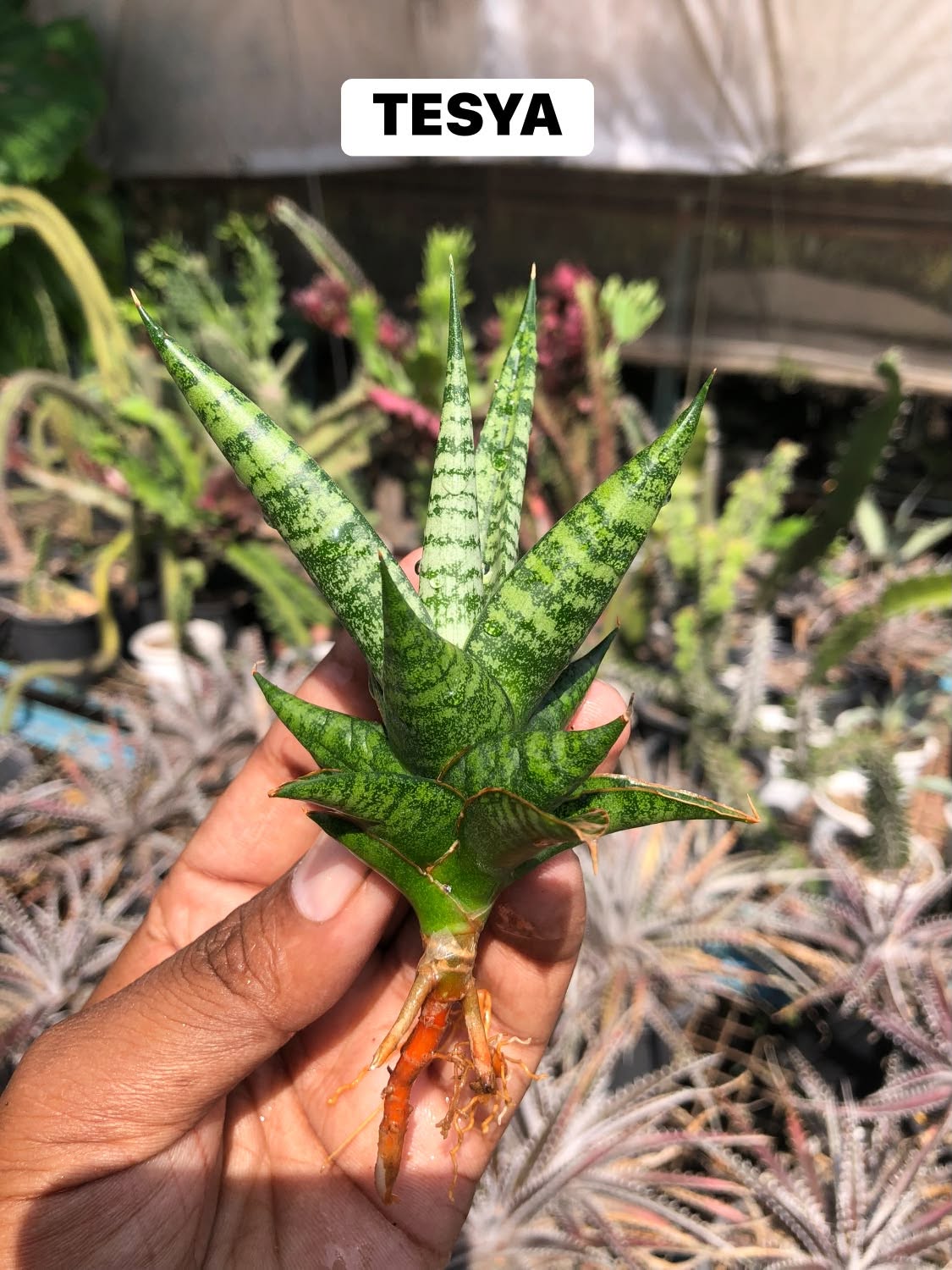 COMBO NO. 40 : COMBO OF 5 SANSEVIERIA