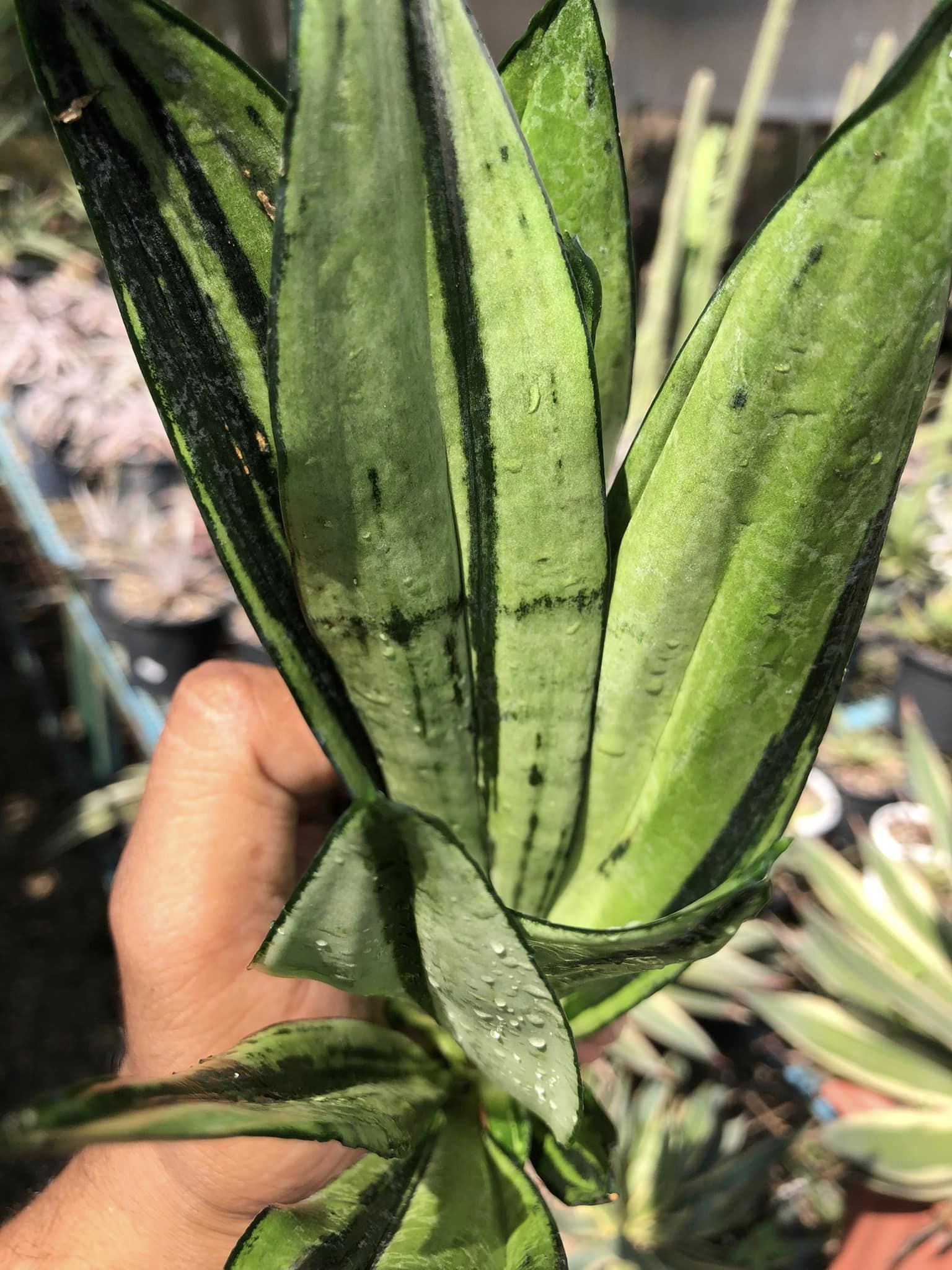 SANSEVIERIA BRAZILLIAN MOONSHINE