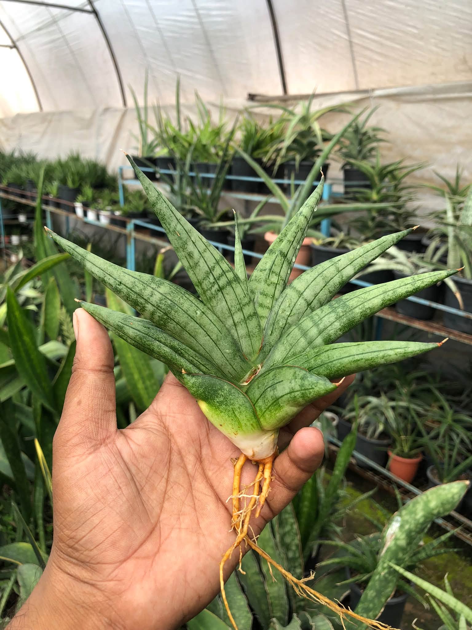 SANSEVIERIA VIENNA